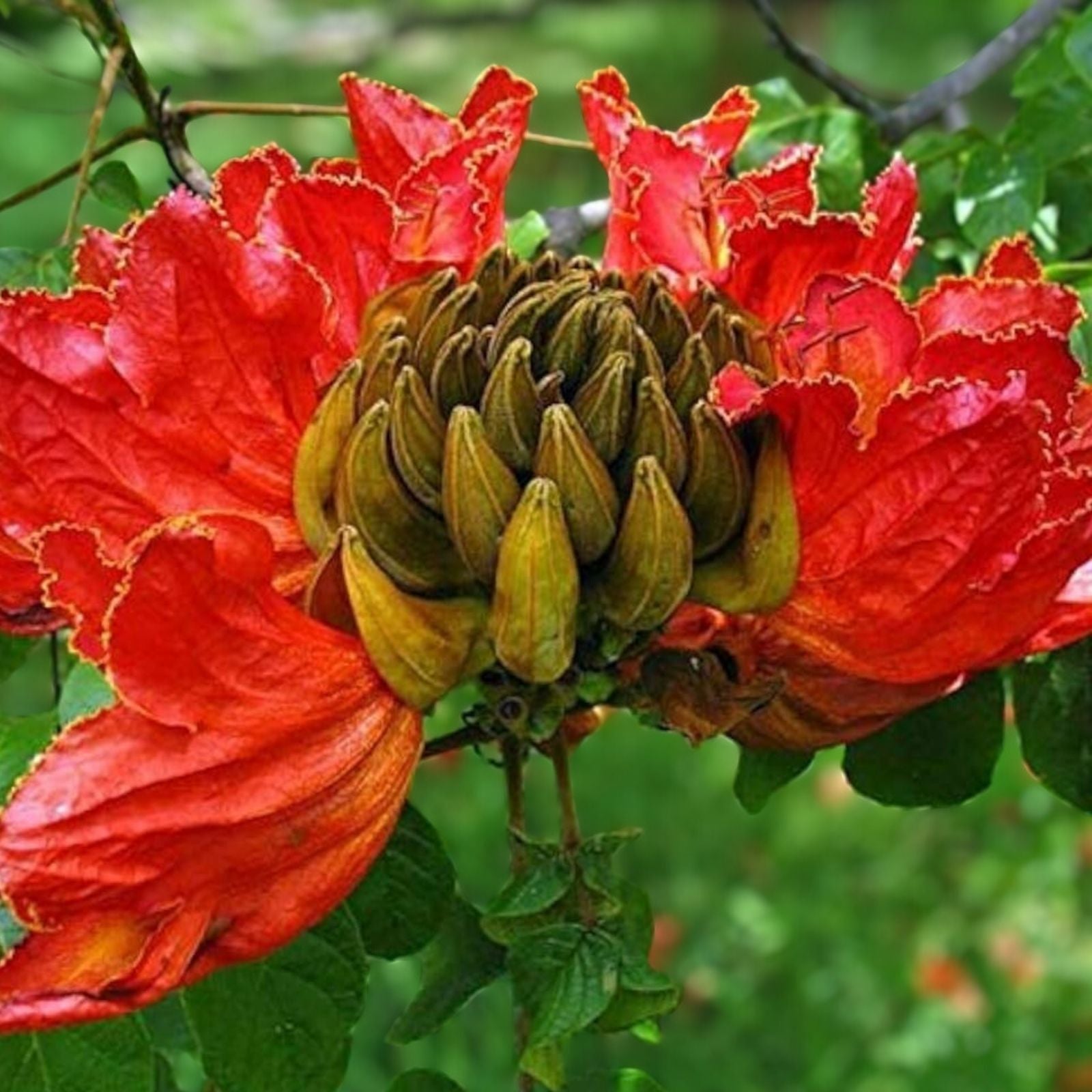 African Tulip Tree Seeds 30 Pack - Flame Tree - Spathodea campanulata - Ornamental Flowering Tree Seeds