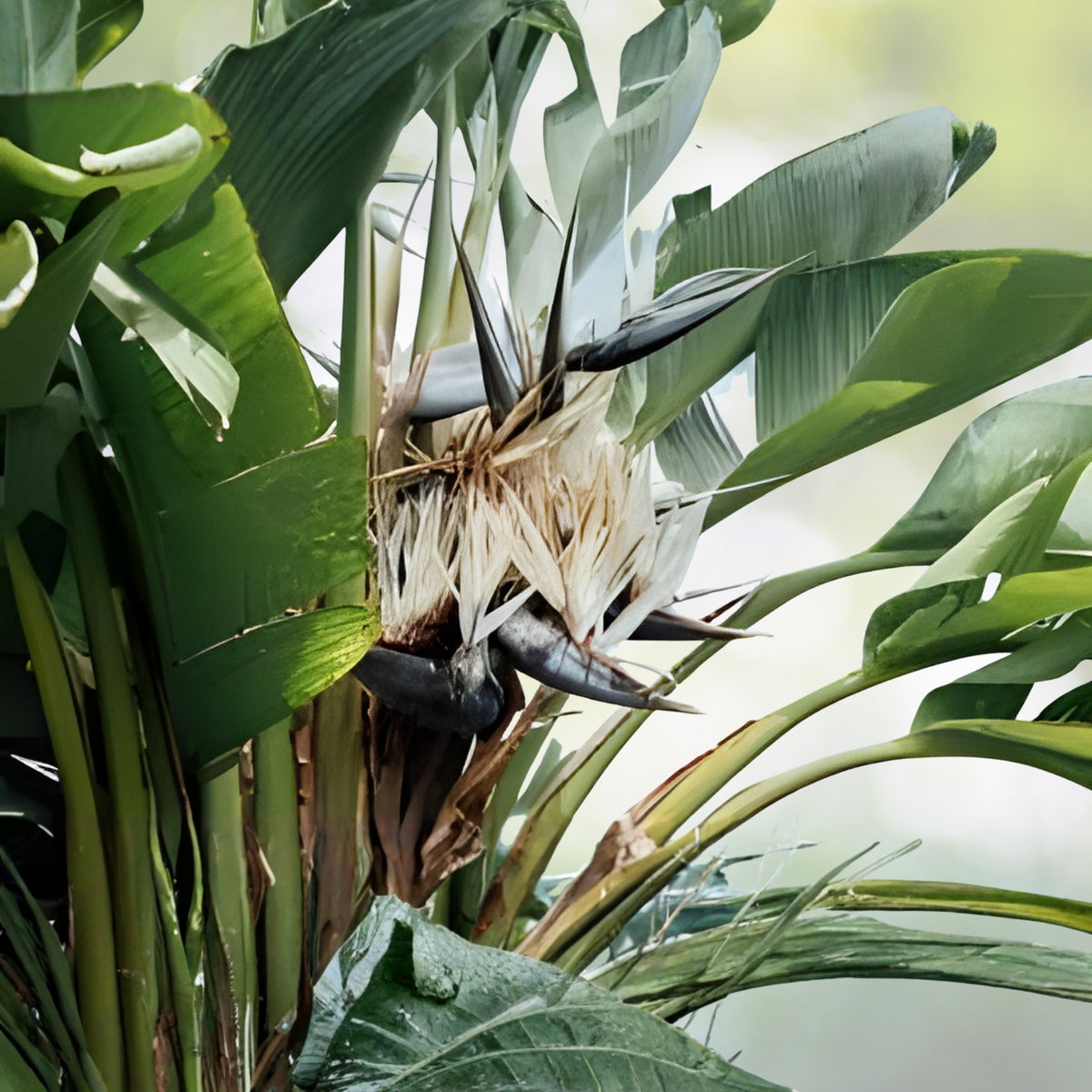 White Bird of Paradise Plant - Large Live Indoor Tropical Houseplant - Strelitzia reginae - Exotic Home Decor