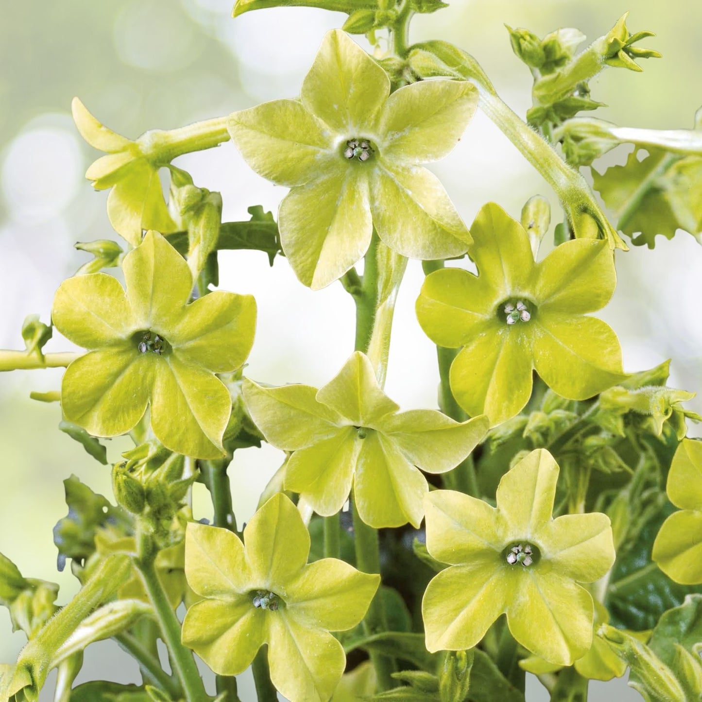 NICOTIANA LIME GREEN Flower Seeds - 200+ Premium Seeds for Hummingbird Attraction (Nicotiana Alata)