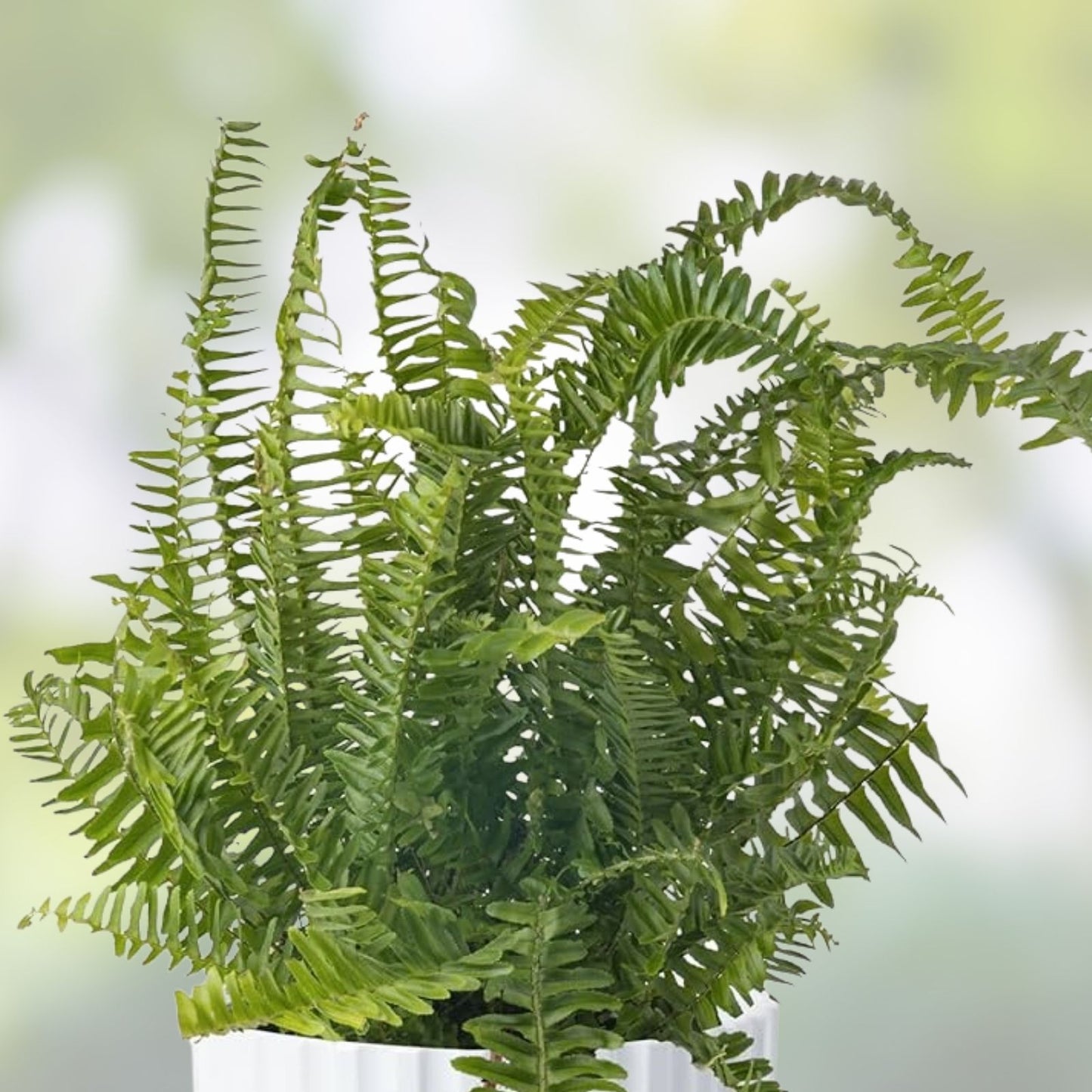 Rooted Ferns 20 Pack - Lush Green Indoor Plants for Home Decor - Various Varieties