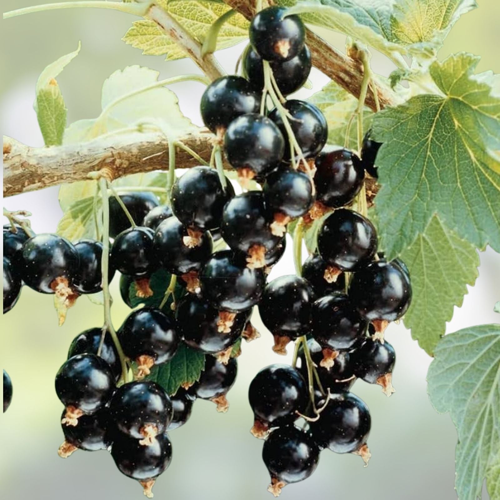Black Currant Starter Plant Rooted Cutting Organic Ribes nigrum for Zones 3-8, Fruit-bearing, Fresh Garden Plant