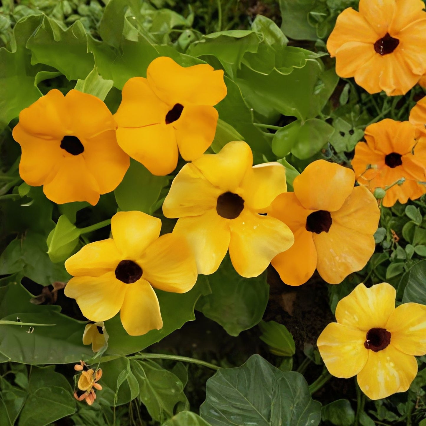 Black Eyed Susan Vine Seeds, 100+ Pack, Exotic Garden Flowers, Thunbergia alata, Climbing Plant, Bright Yellow Blooms