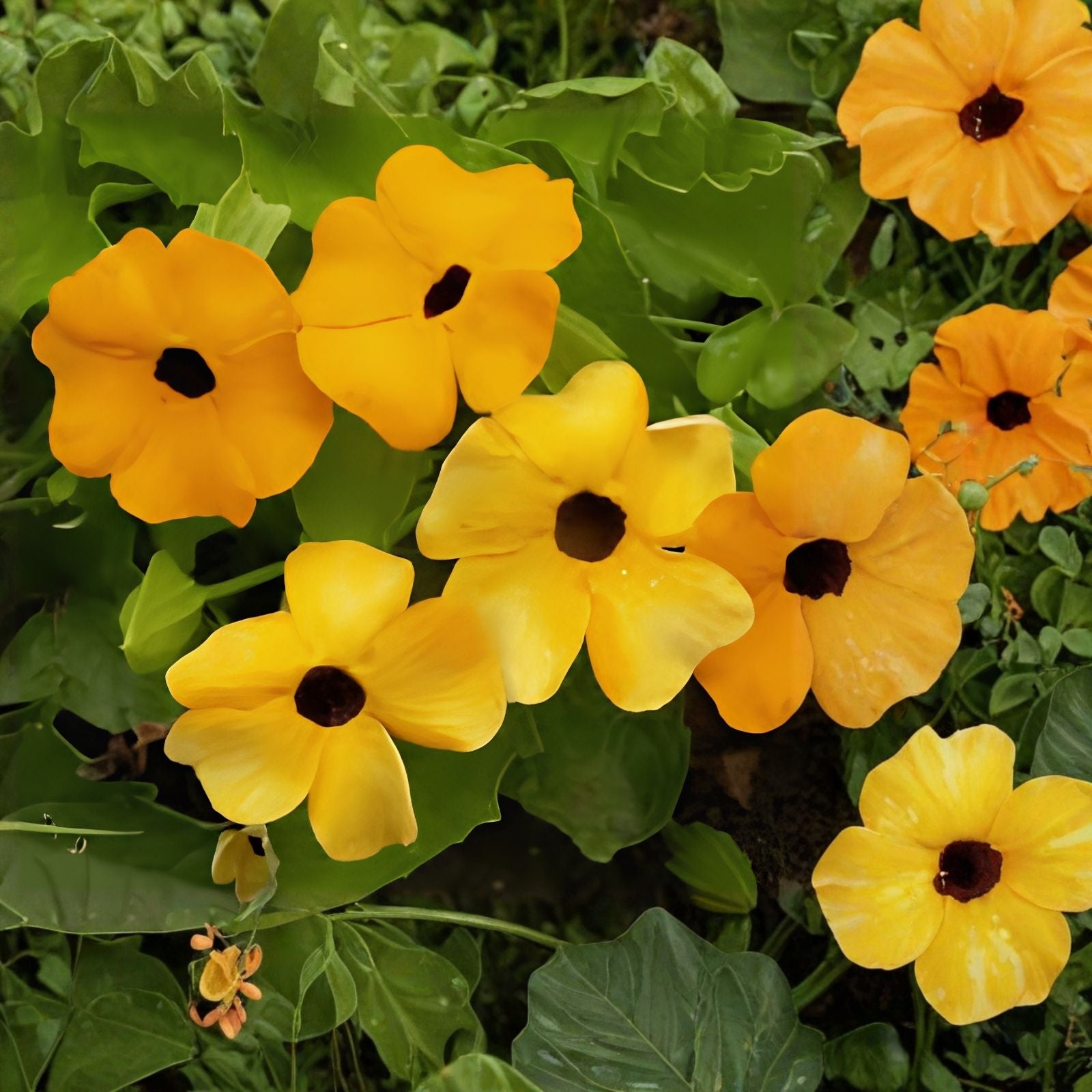 Black Eyed Susan Vine Seeds, 100+ Pack, Exotic Garden Flowers, Thunbergia alata, Climbing Plant, Bright Yellow Blooms