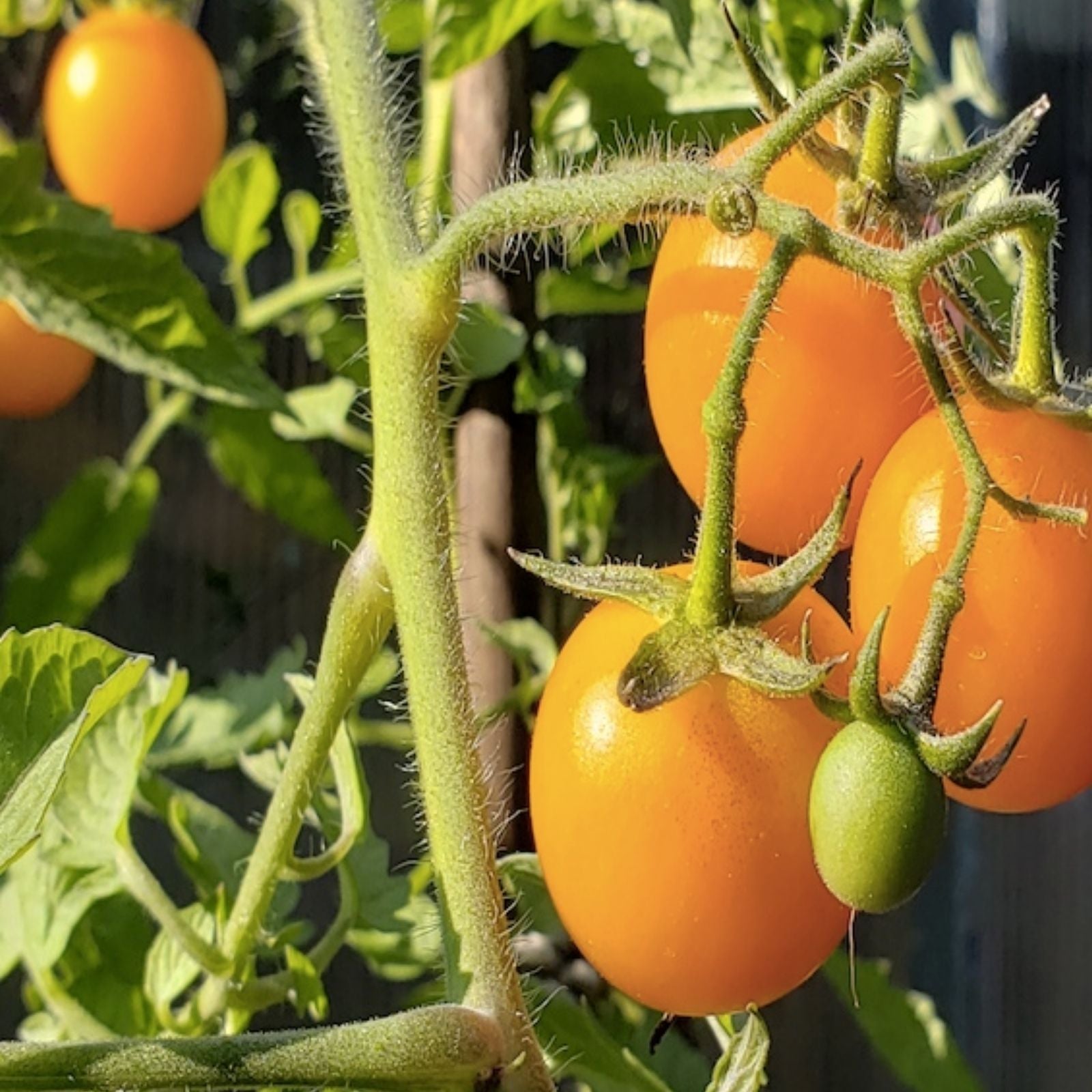 Sun Sugar Cherry Tomato Seeds – 10 Pack, Easy to Grow, Sweet Flavor, Heirloom Variety, Solanum lycopersicum