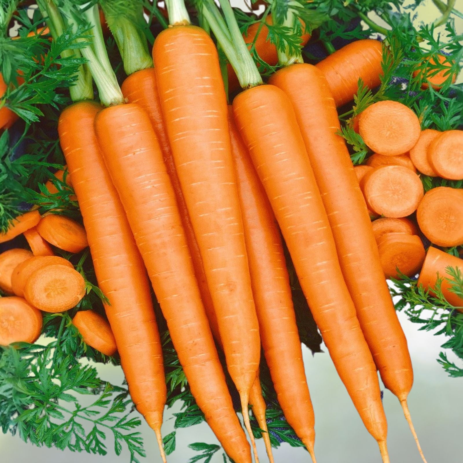 Non-GMO Carrot Seeds Little Finger Variety 50+ Seeds Daucus carota Organic Vegetable Seeds