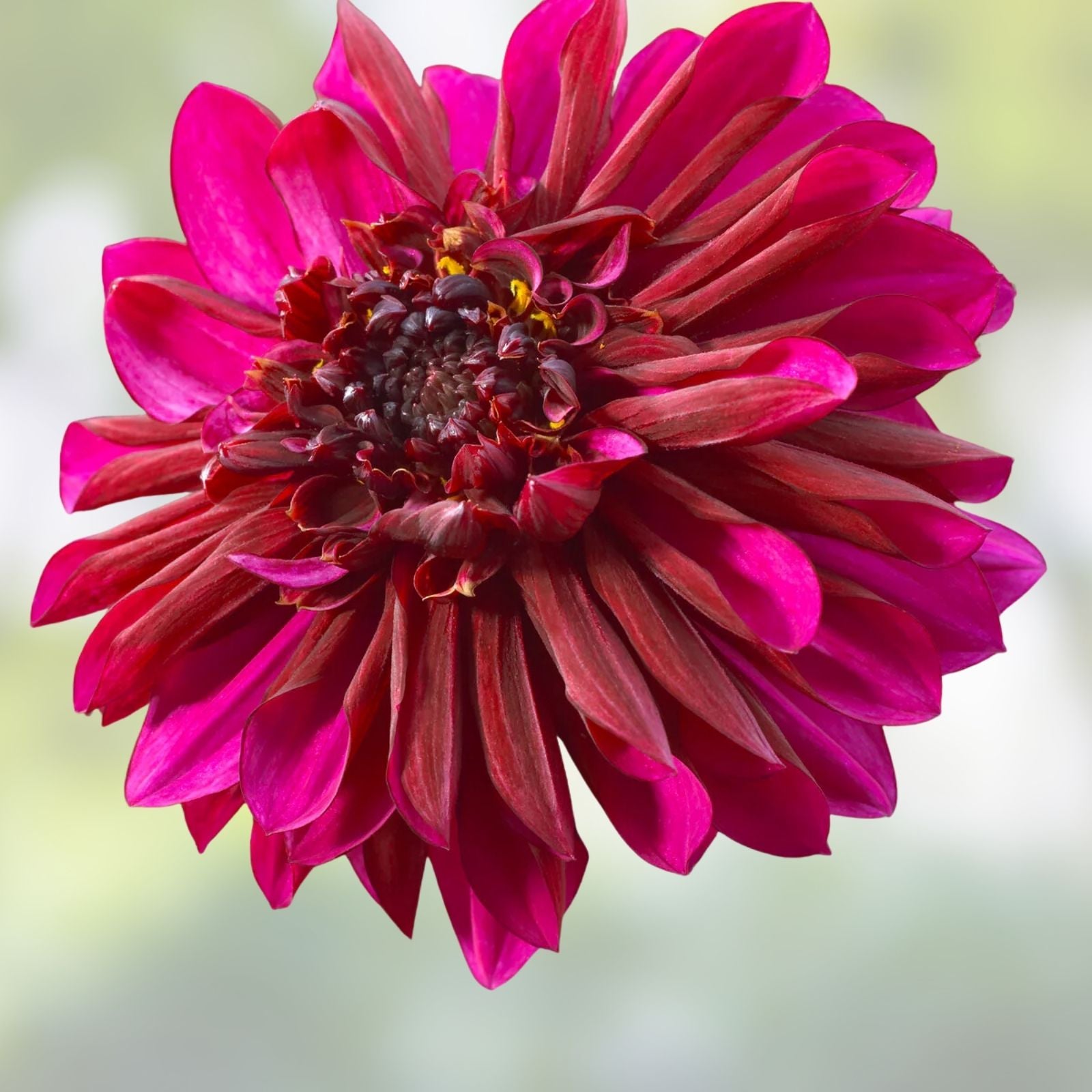 Dahlia Plant Bulb Tuber Purple Haze Anemone Magenta Pink Red Flower Dahlia Rosea Pollinator Friendly