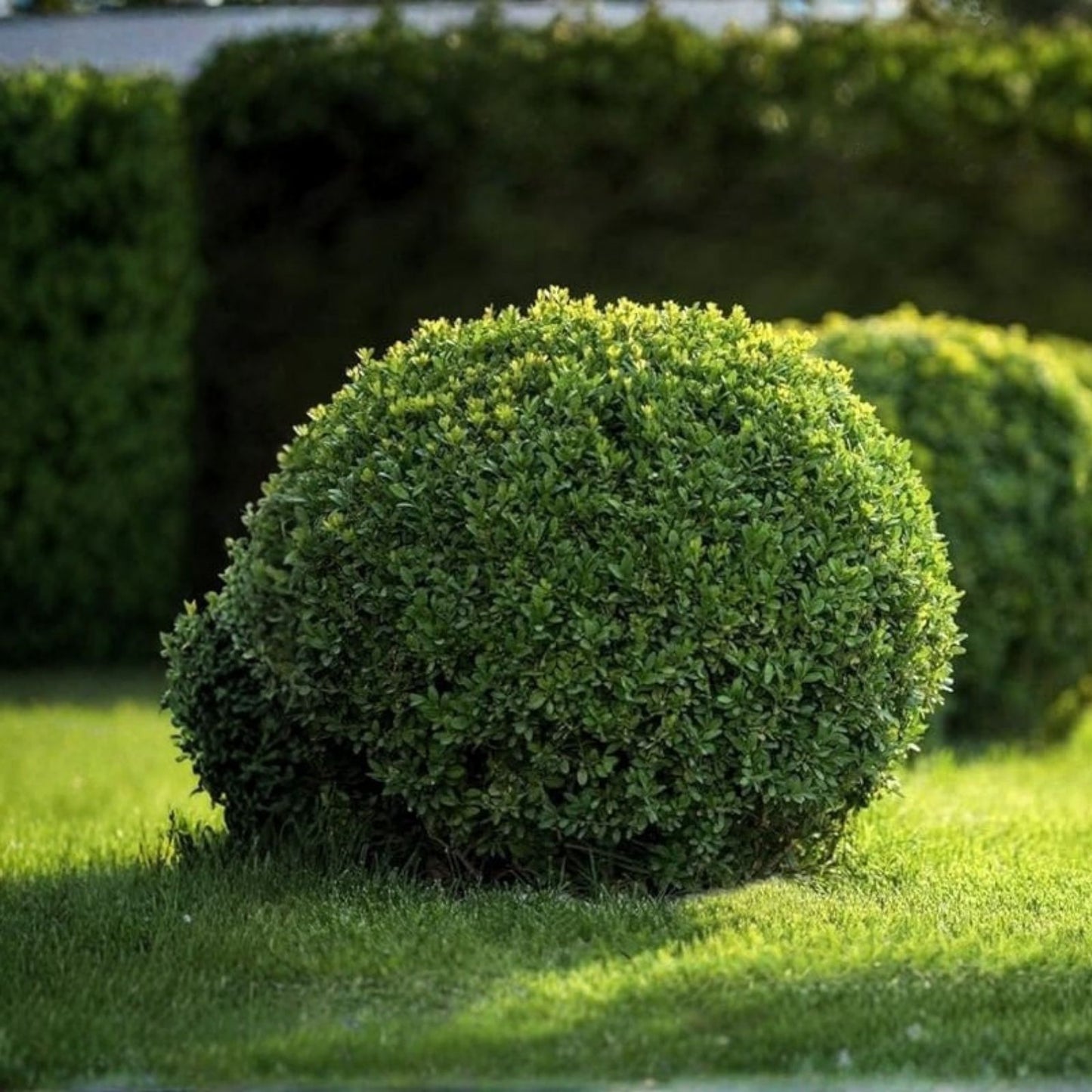 Japanese Boxwood Cuttings Set of 12 | Unrooted Bush Hedge Buxus microphylla for Landscaping and Garden Design