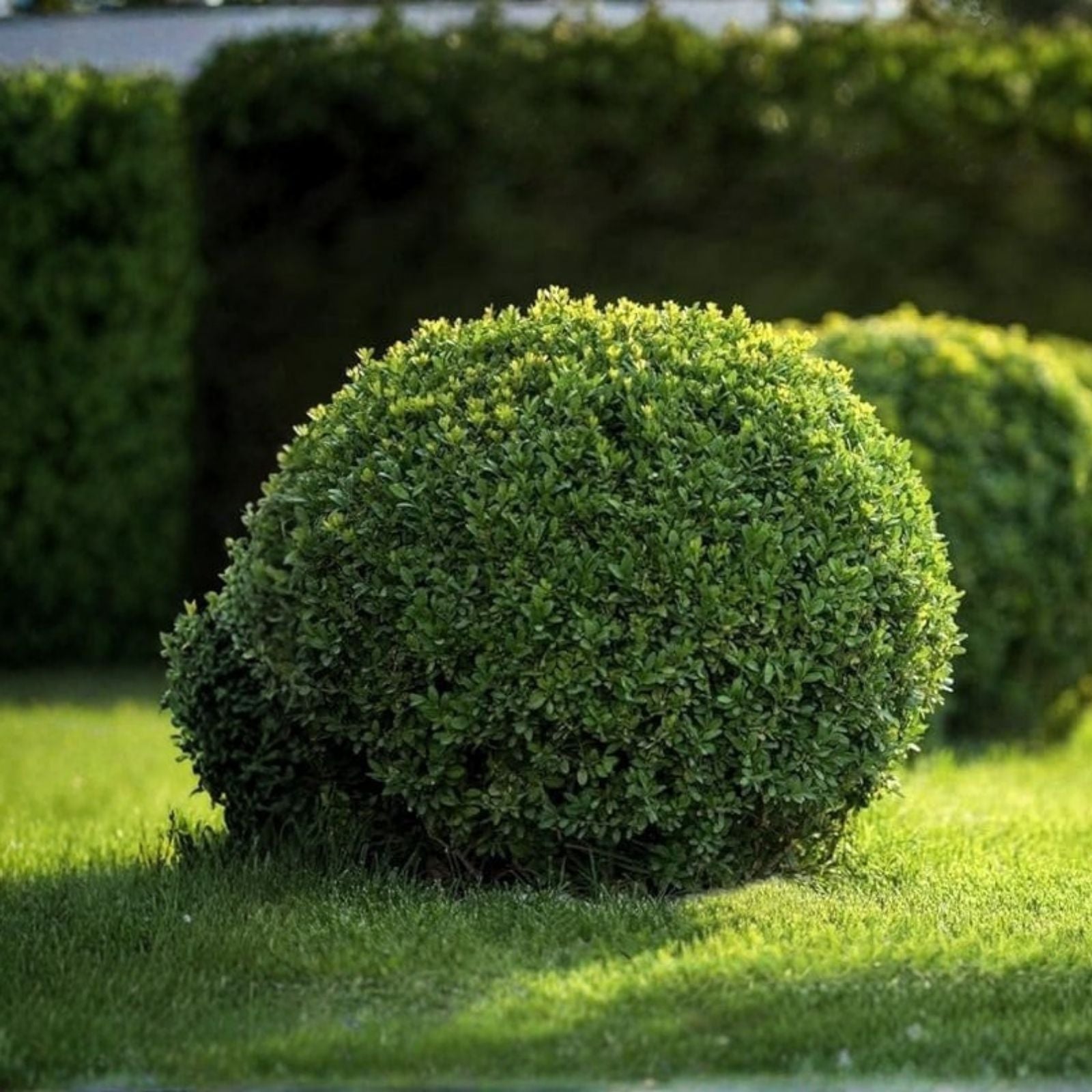 Japanese Boxwood Cuttings Set of 12 | Unrooted Bush Hedge Buxus microphylla for Landscaping and Garden Design