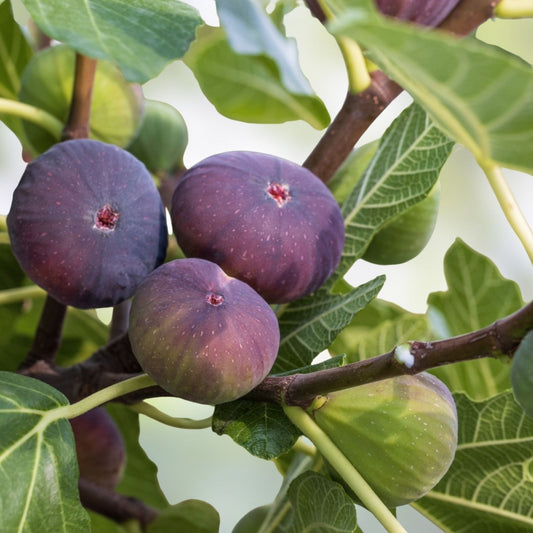 Fig Cutting 8 Inch Dominick's Variety with 3+ Nodes Ficus carica Edible Fruit Plant
