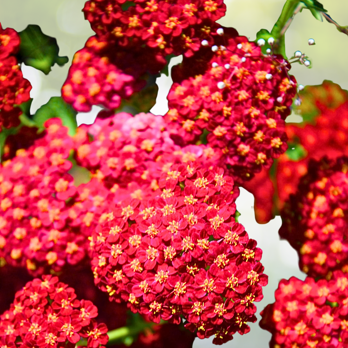Yarrow Seeds - 1500 Non-GMO Red Rubra Cut Flower Seeds for Pollinators - Achillea millefolium