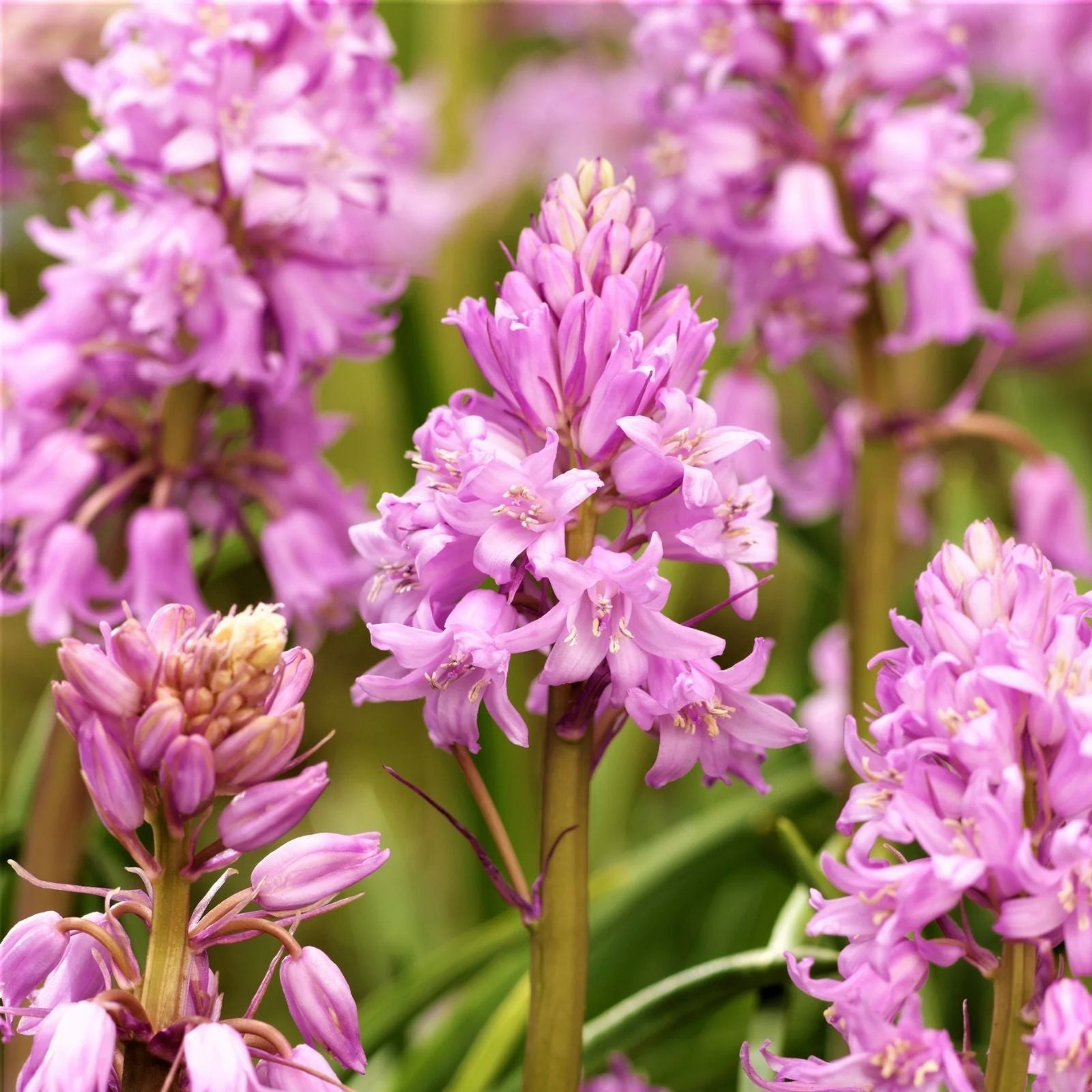 Spanish Pinkbell Bulbs 10 Count - Pink Flowers - Alstroemeria pulchella - Perennial Flower Bulbs for Garden Planting