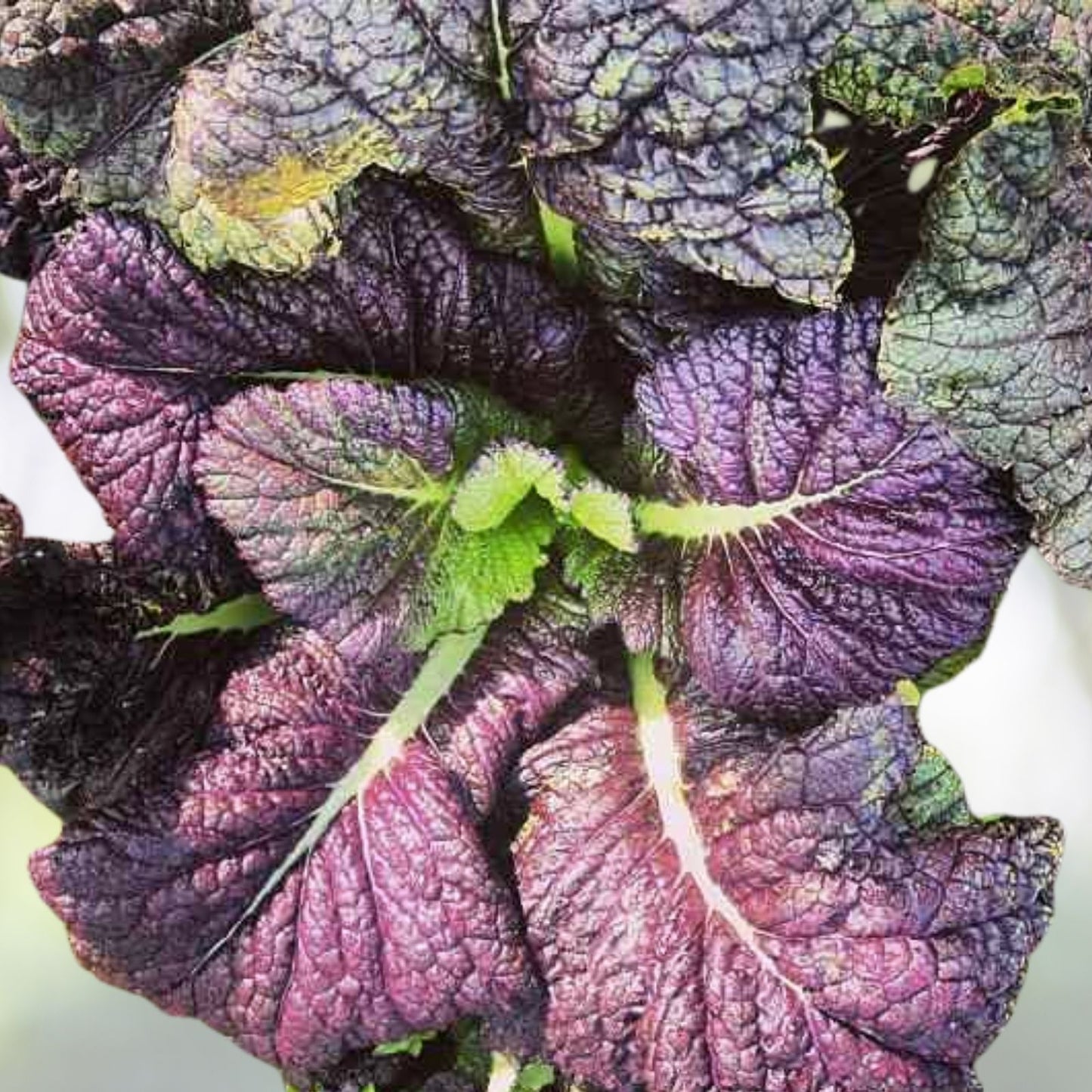Red Giant Mustard Seeds 300+ Heirloom Gai Choy Shealihong Xuelihong Karashina for Planting - USA Grown