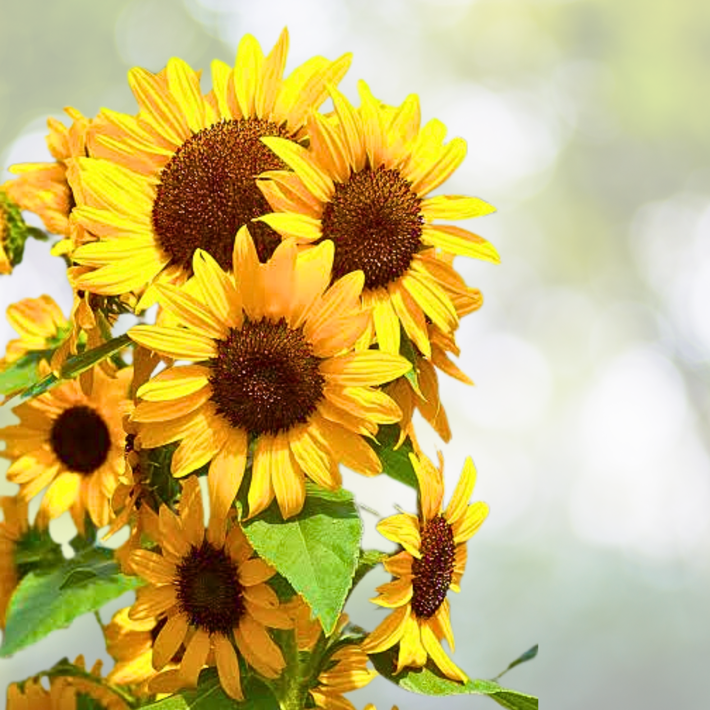 50pcs Multi-Headed Sunflower Seeds for Planting - Helianthus annuus - Rare Stunning Garden Blooms