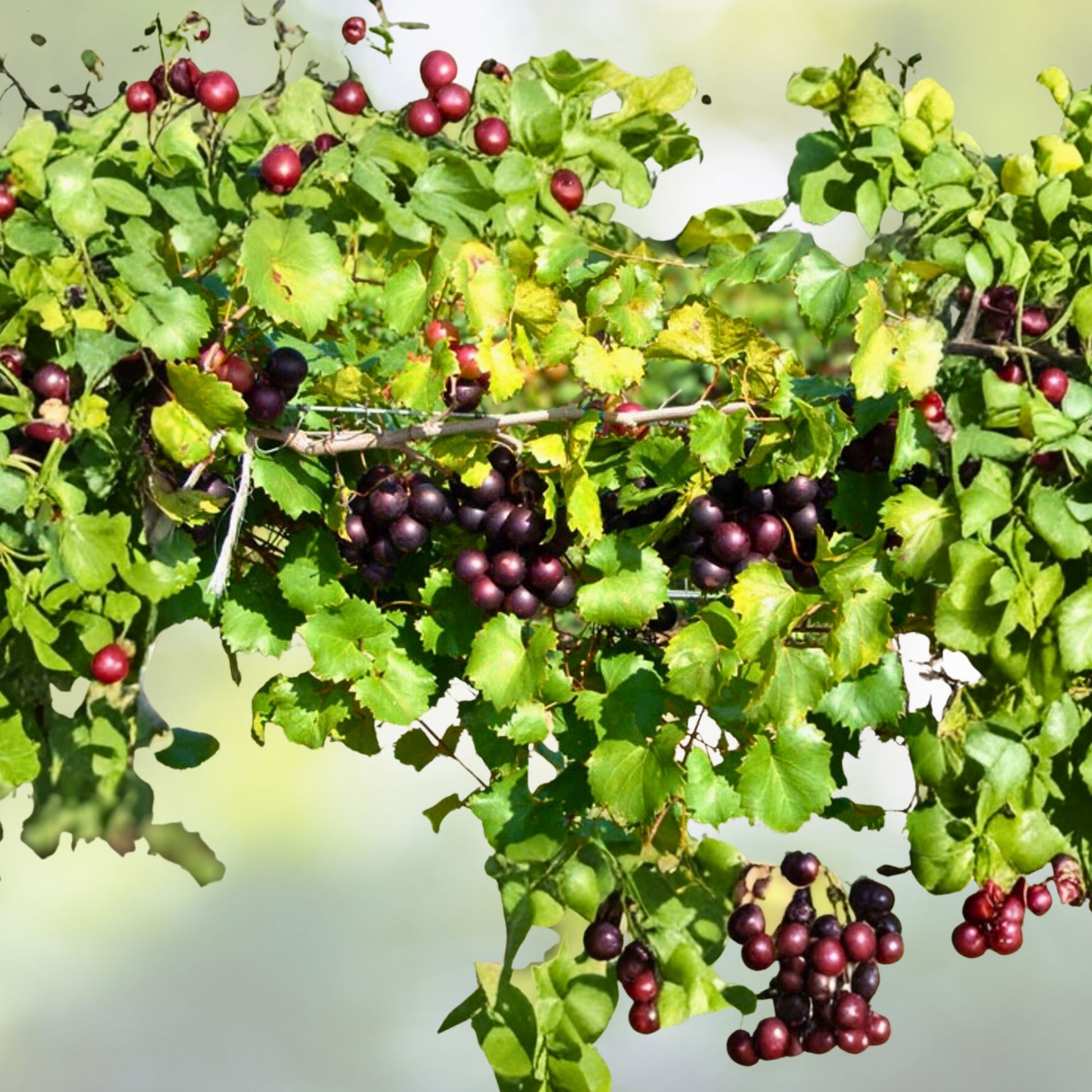 Muscadine Grape Starter Plant 5-Pack, Edible Fruit, Cold Hardy, Purple-Black Skin, Vitis spp.