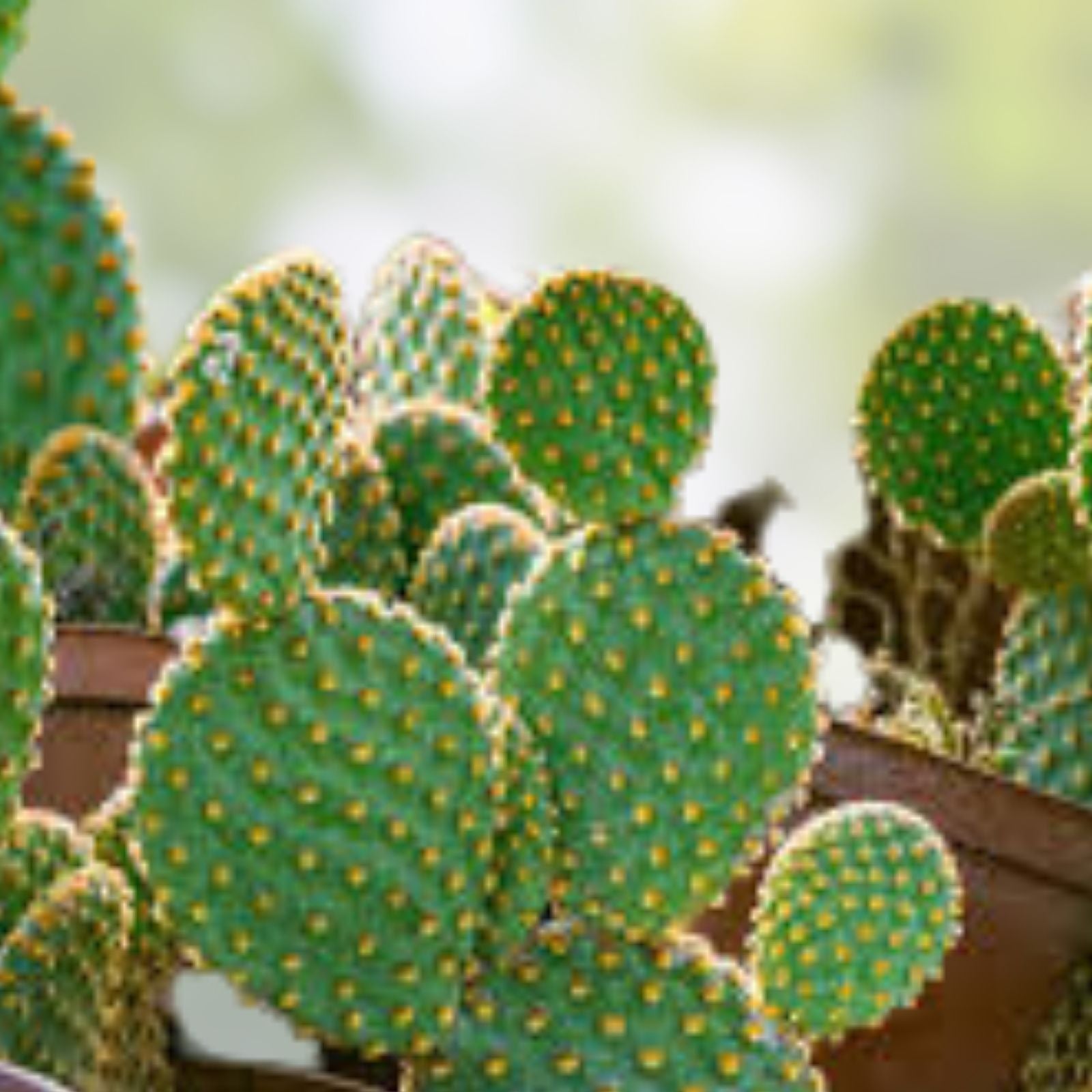 Opuntia Microdasys Cactus Cutting Lot | Cylindropuntia Campii Succulent Segments for Propagation