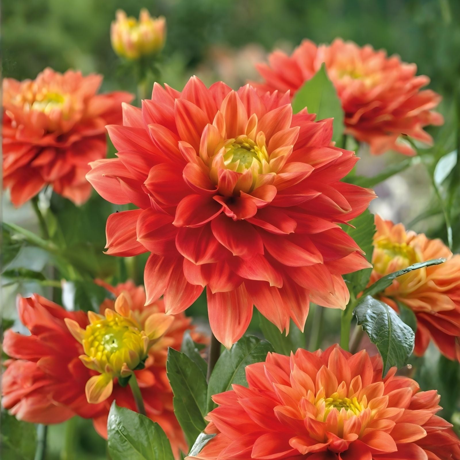 Dahlia Plant Bulb Tuber Sunset Tropicana Orange Peach Yellow Blooms Garden Flower Dahlia pinnata