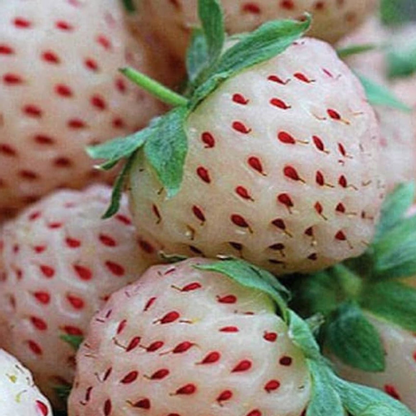 White Strawberry Seeds 500 Pineberry Variety Non-GMO Made in USA Ships from Iowa