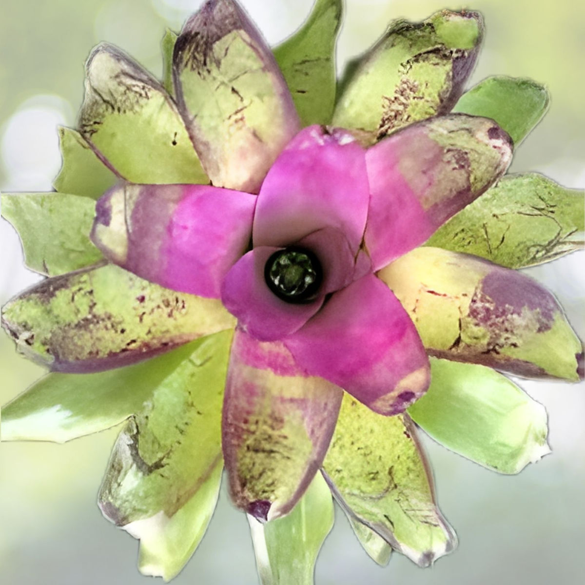 Neoregelia Concentrica Bromeliad Plant - 8" Pot Tropical Indoor Plant, Neoregelia concentrica, Colorful Houseplant