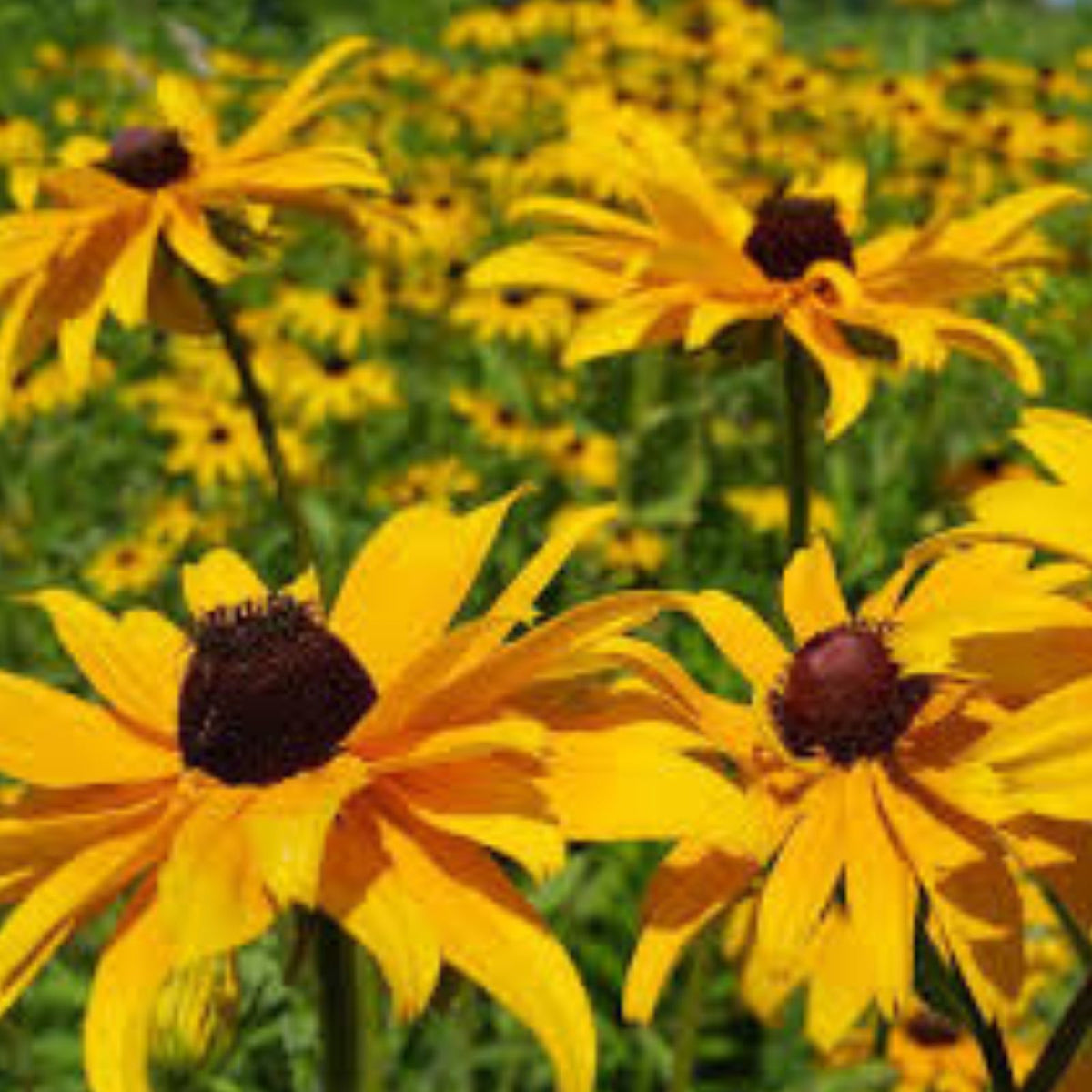 Black-Eyed Susan Plants - 4+1 FREE Bright Yellow Perennials - Rudbeckia hirta - Blooms July to October
