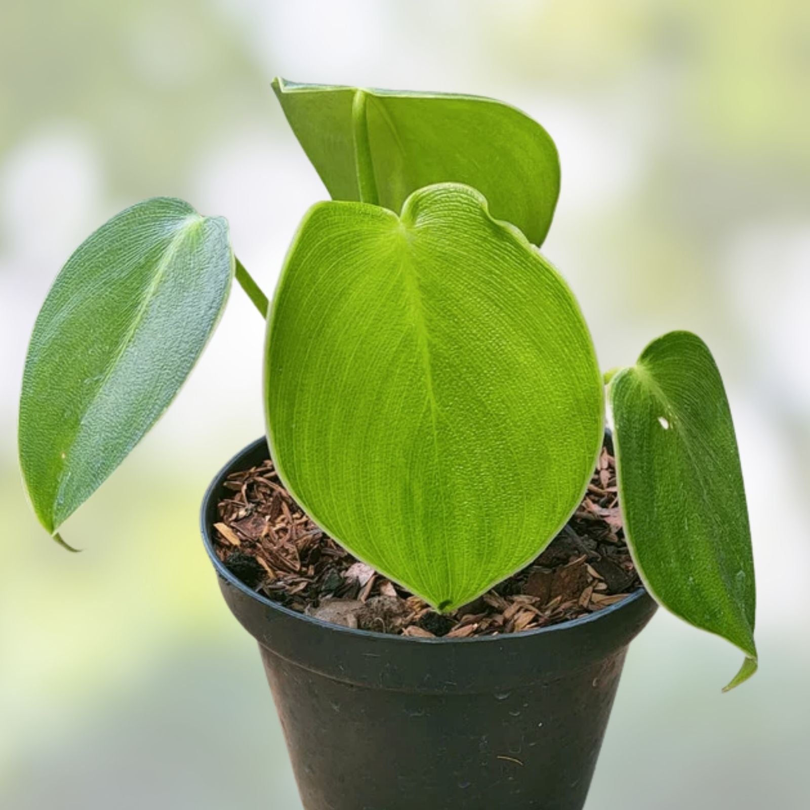 Philodendron Rogusom Top Cutting | Pig Skin Variety | Rooted Indoor Plant for Gardening