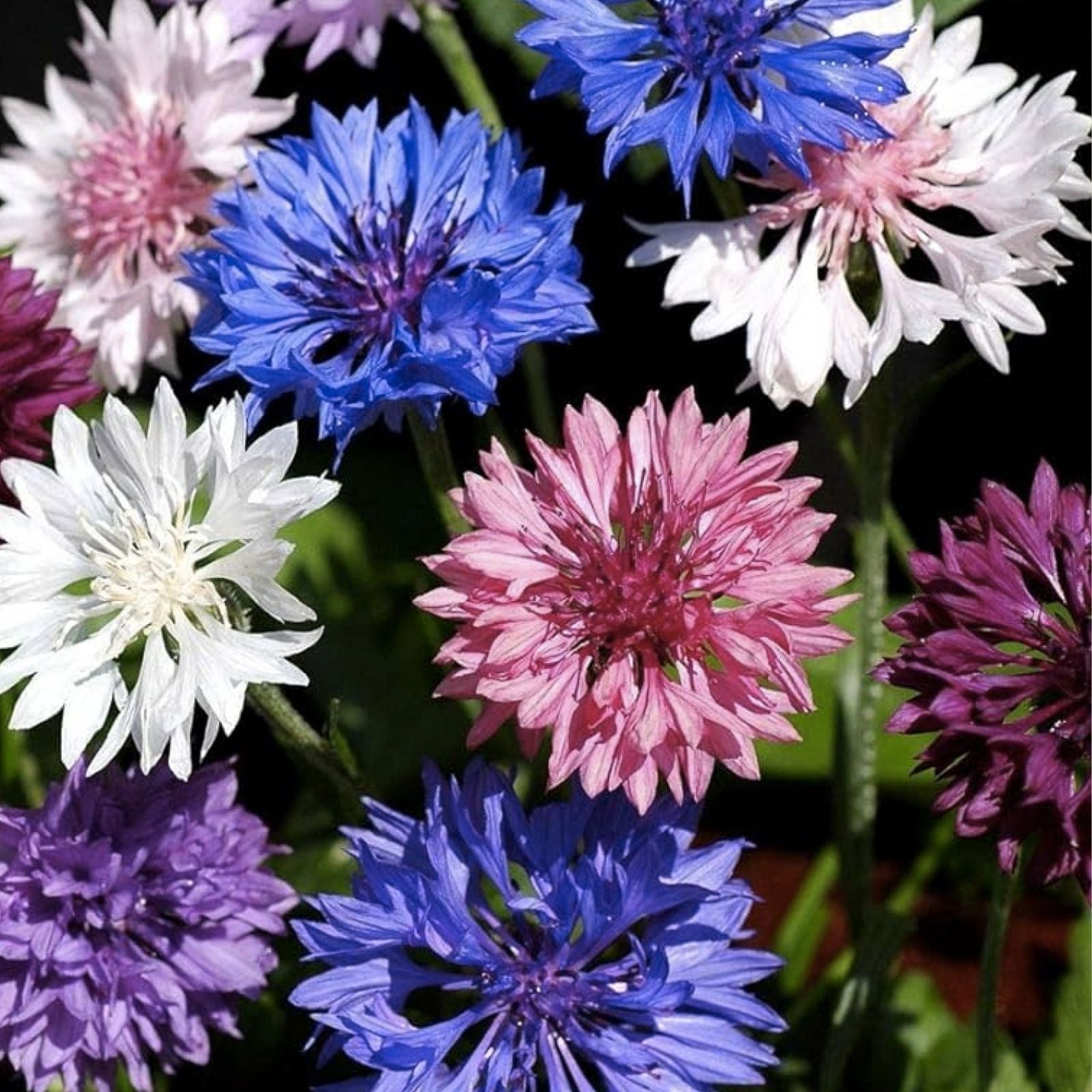 Bachelor Button Seeds - Polka Dot Variety Flower Seeds - Heirloom Non-GMO Centaurea cyanus - USA Grown Planting Seeds