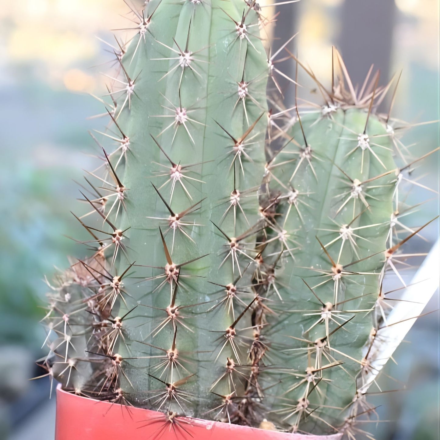 Echinopsis Bruce’s Dragon Cutting 11” Pup - Unique Cactus Variety for Indoor Outdoor Gardens
