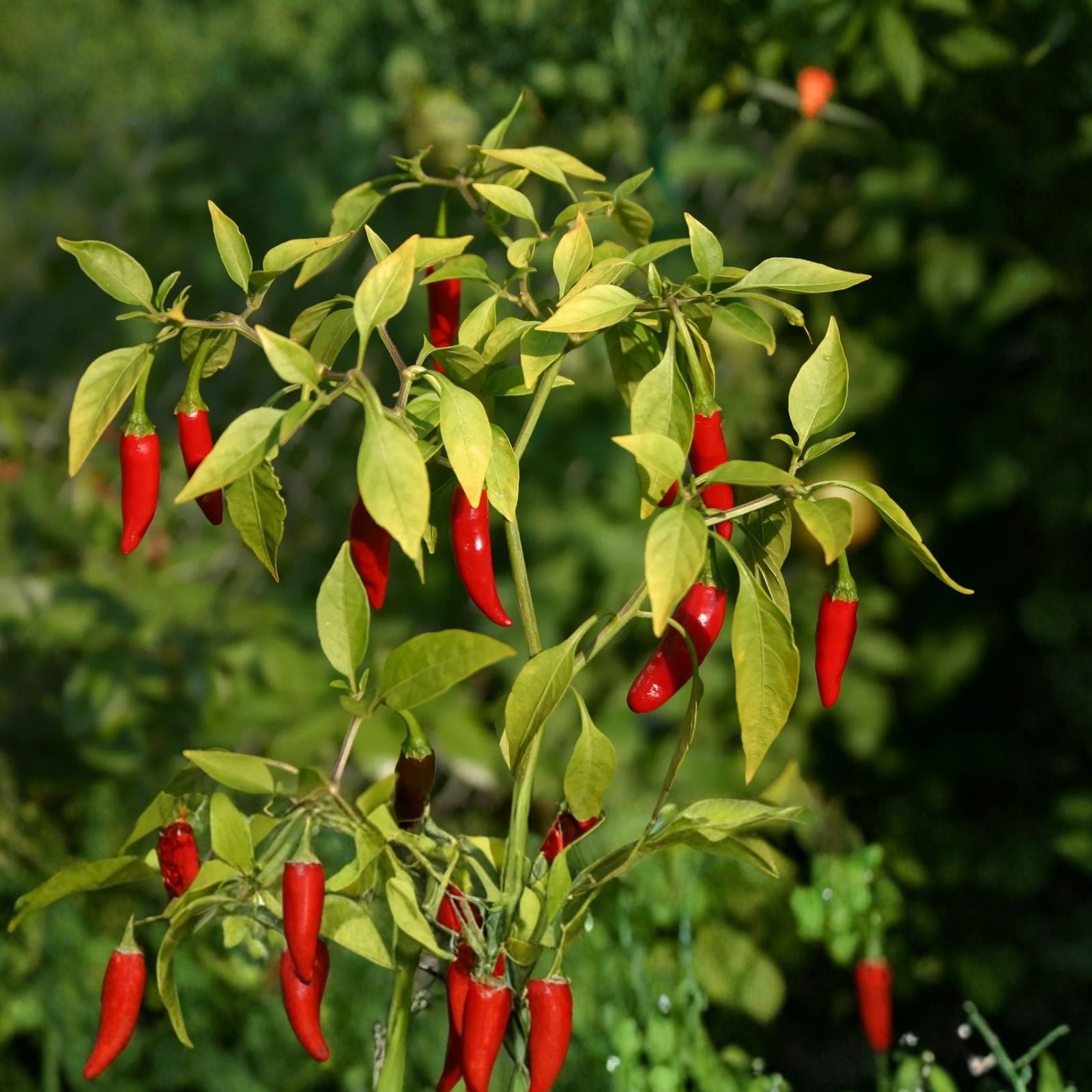 Hot Pepper Seeds 4oz Sealed Bag Early Jalapeno Capsicum annuum Gourmet Gardening Supplies