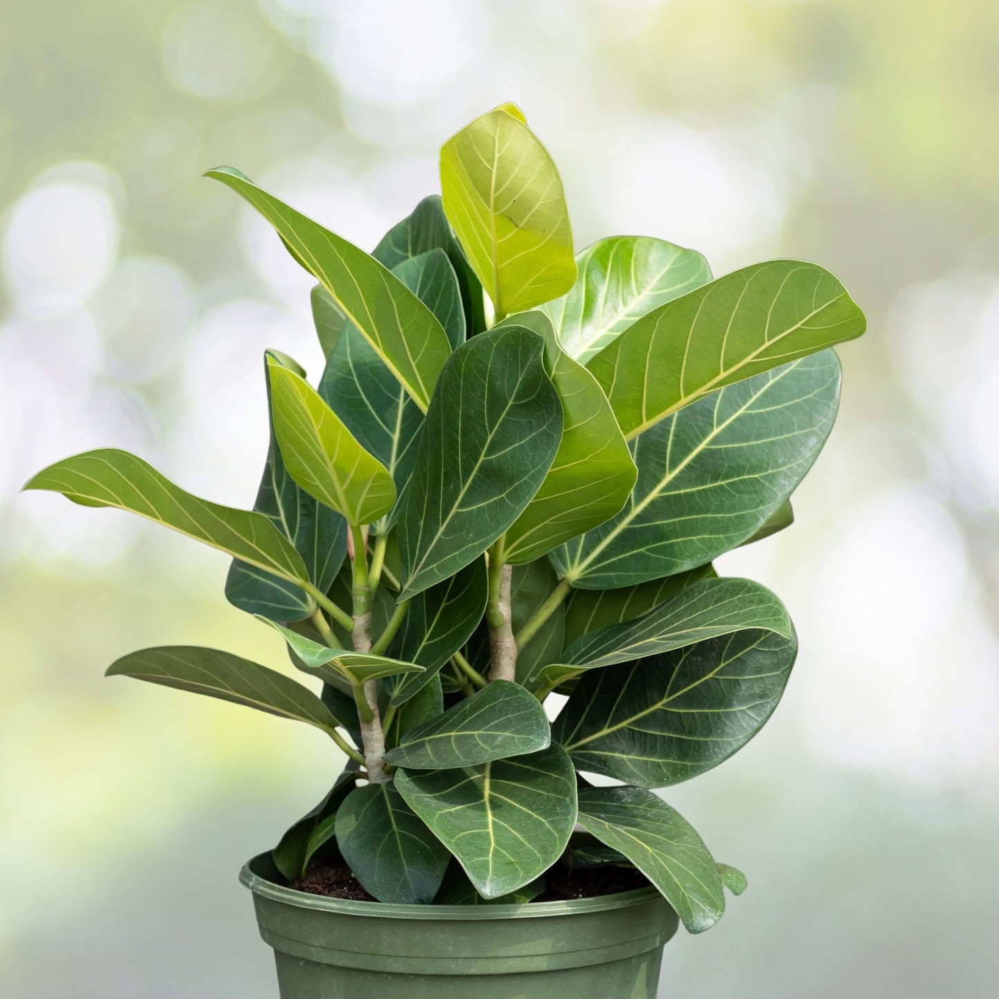 Ficus benghalensis 'Audrey' Plant in 8" Pot | Indoor Ficus Tree | Healthy Houseplant for Home Decor