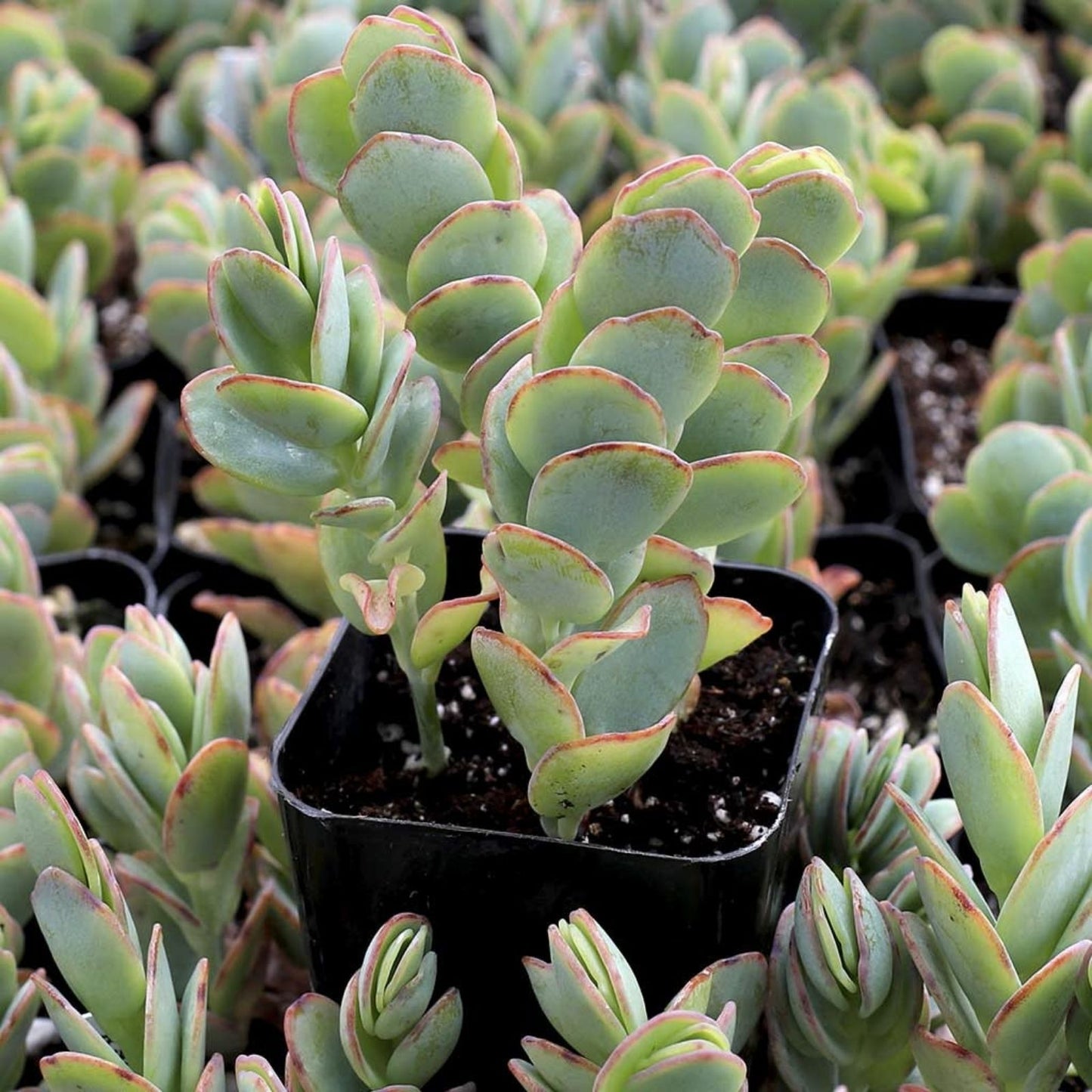 Unrooted Kalanchoe Cuttings 4-6” Marnier's & Lavender Varieties - Houseplant, Succulent, Kalanchoe spp,