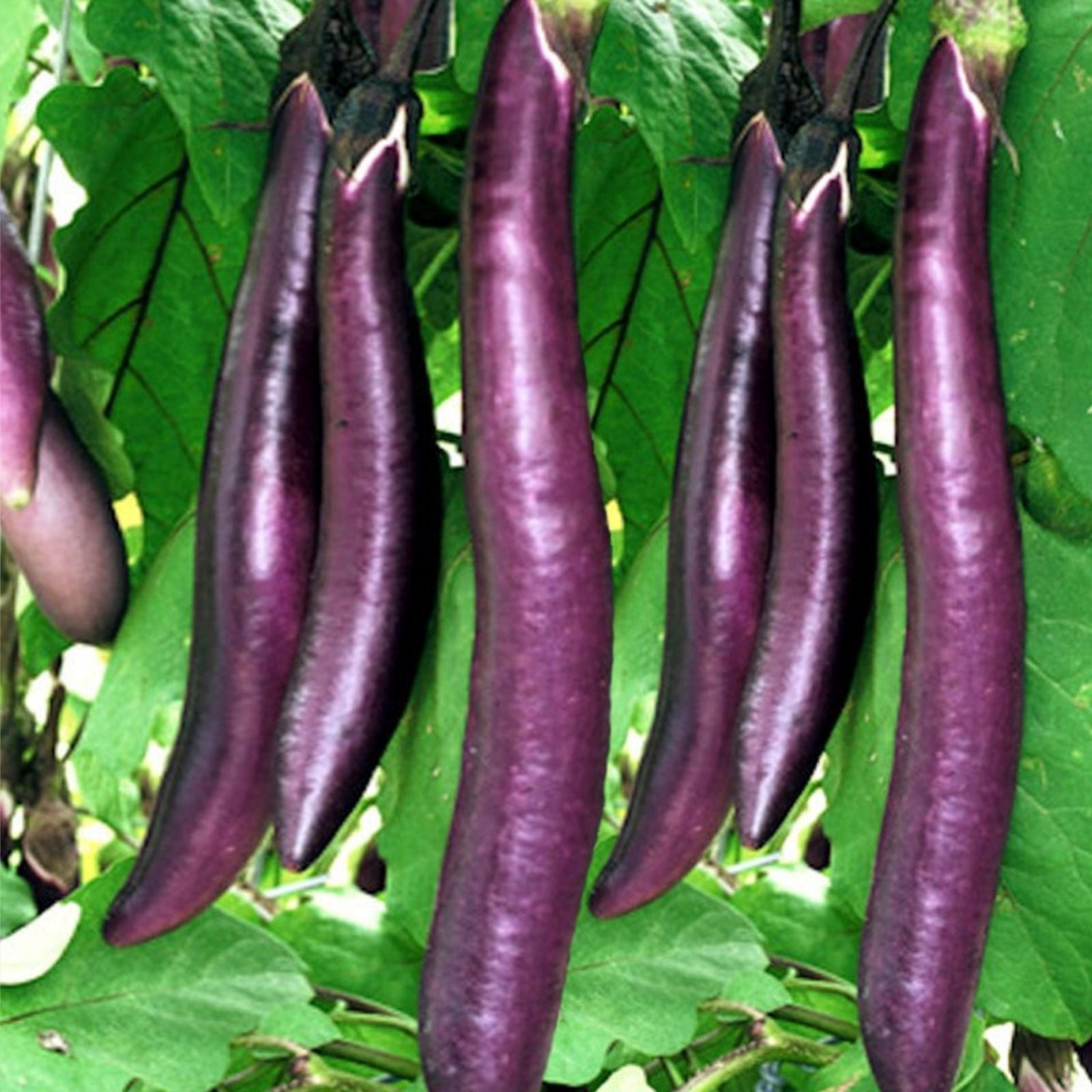 Long Purple Eggplant Seeds – 150+ Non-GMO Heirloom Seeds for Planting | Solanum melongena