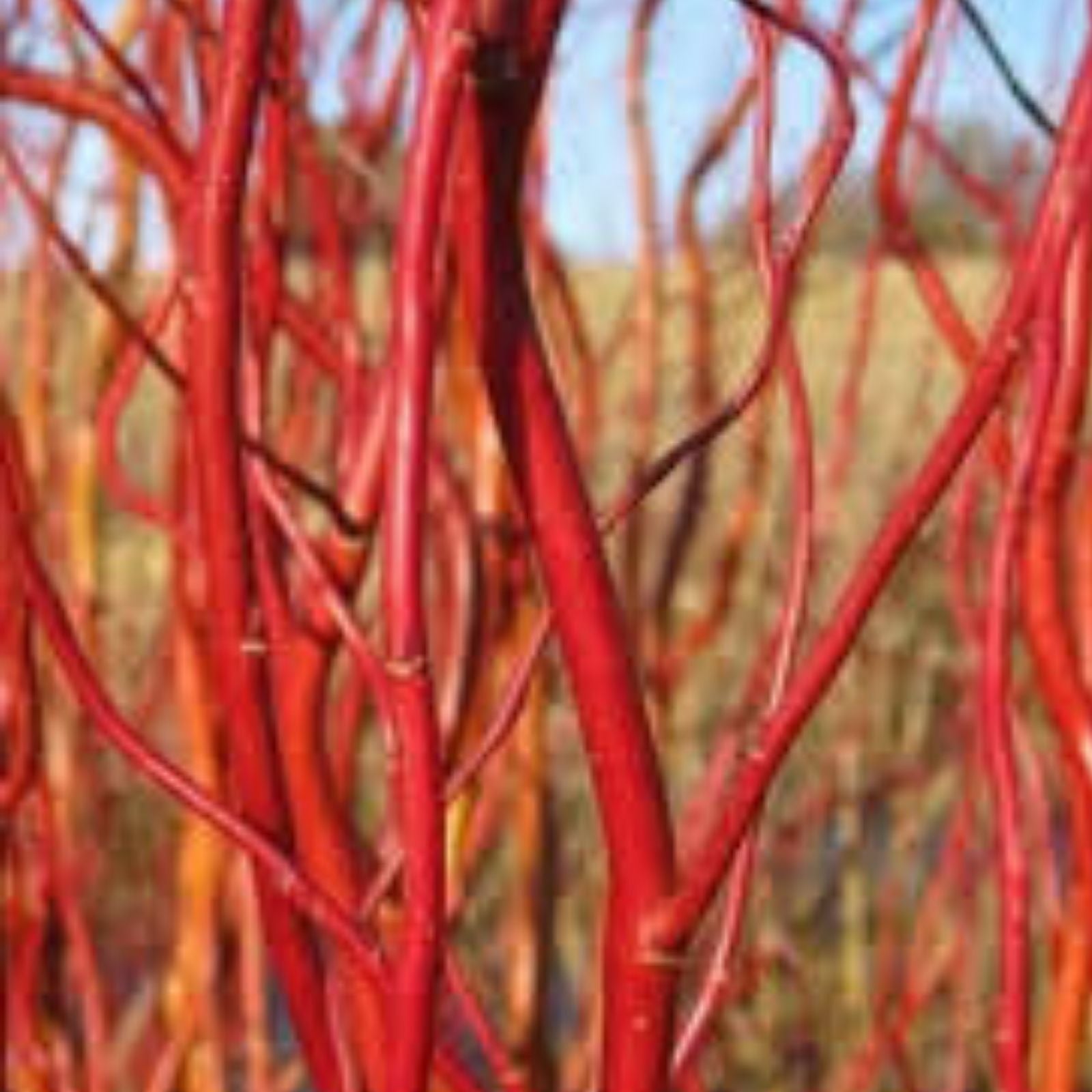 Scarlet Curls Willow Live Plant 12 Inches Curly Leaves Ornamental Tree Salix Matsudana x S. Alba for Garden