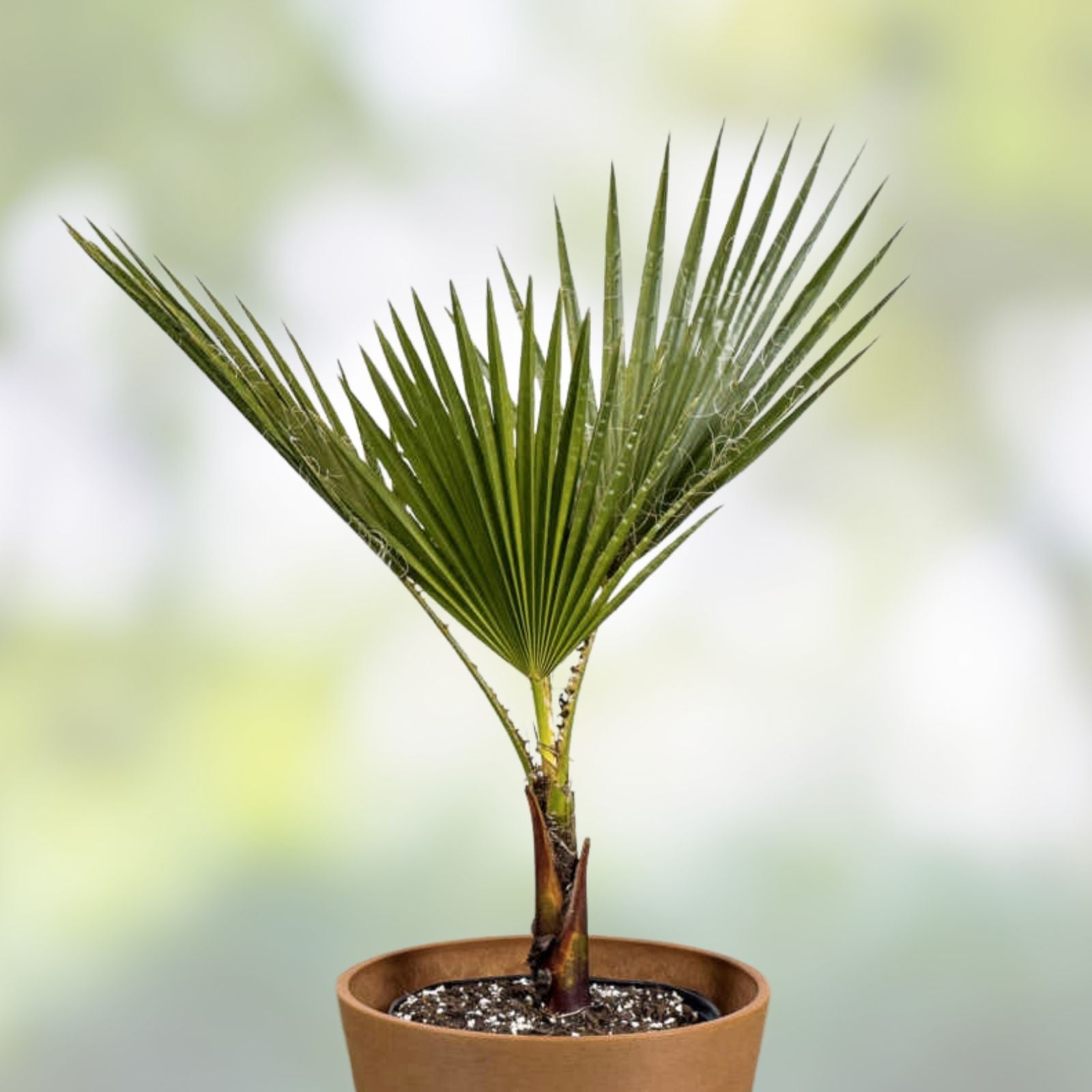 Mexican Fan Palm Tree Seeds 15 Pack | Washingtonia Robusta Premium Quality | Fast Growing, Drought Tolerant, Landscape Gardening