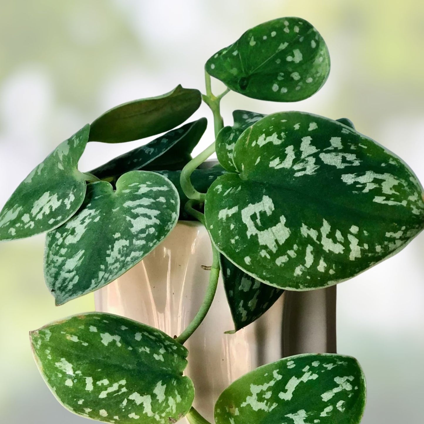 Silver Ann Pothos Cuttings – 2 Leaves, 2 Nodes, Rare Scindapsus Pictus Hybrid, Indoor Houseplant, Green Leaf Plant, Easy Care