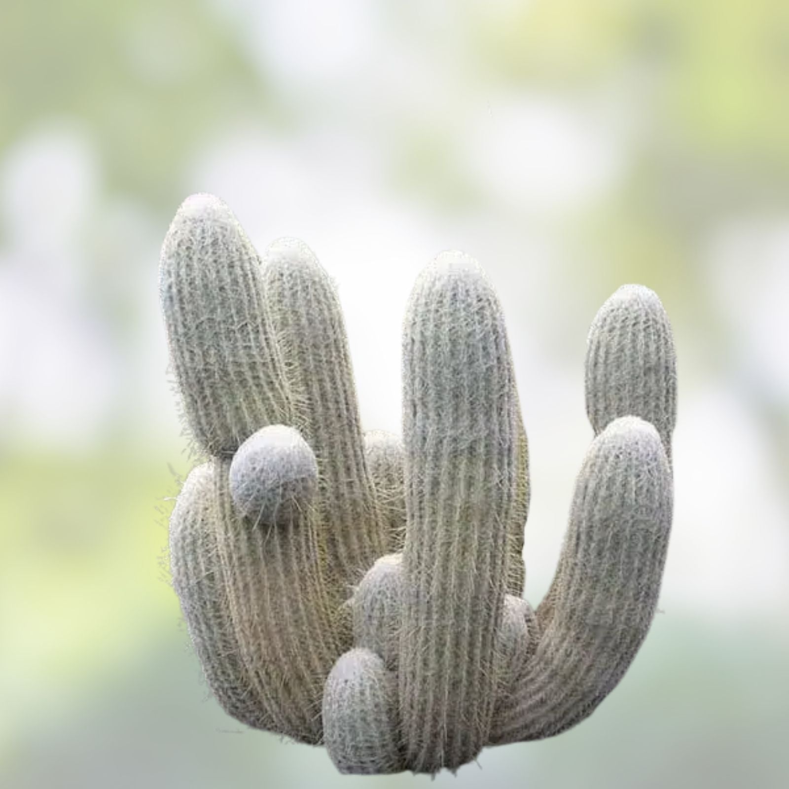 Espostoa lanata Old Man of the Mountain Cactus 5,5" Pot, Unique Desert Plant for Collectors, Woolly White Spines, Scientific Name #521R