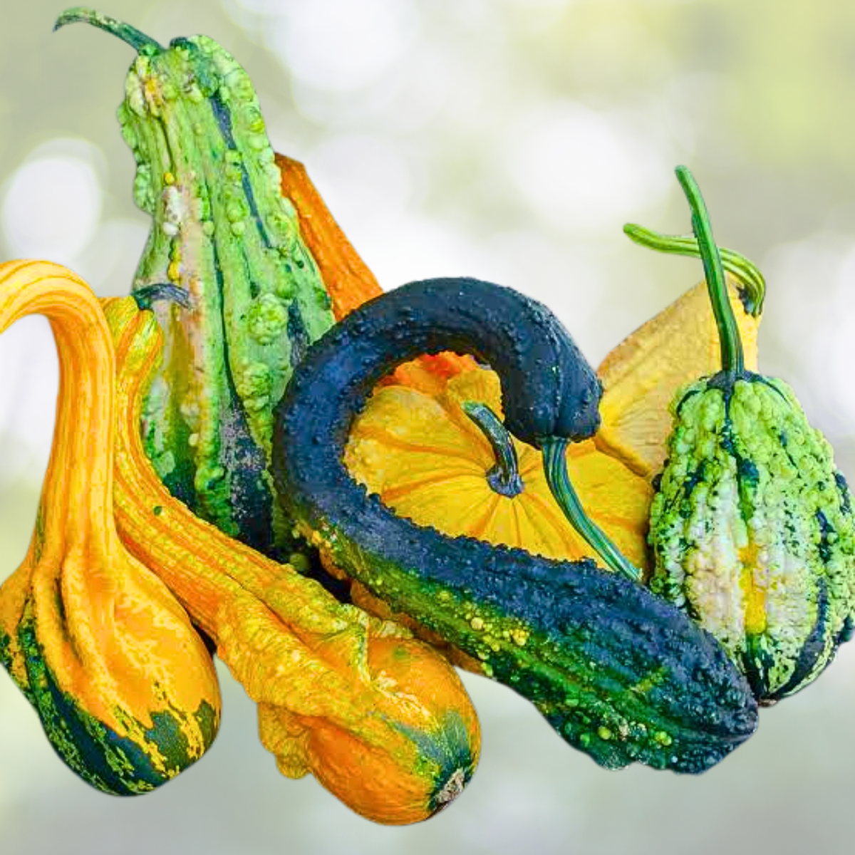 Large Gourd Mix Seeds - Decorative Non-GMO Fall Crafts - 20 Seeds for Kids Arts & Crafts - Ideal for Autumn Decor