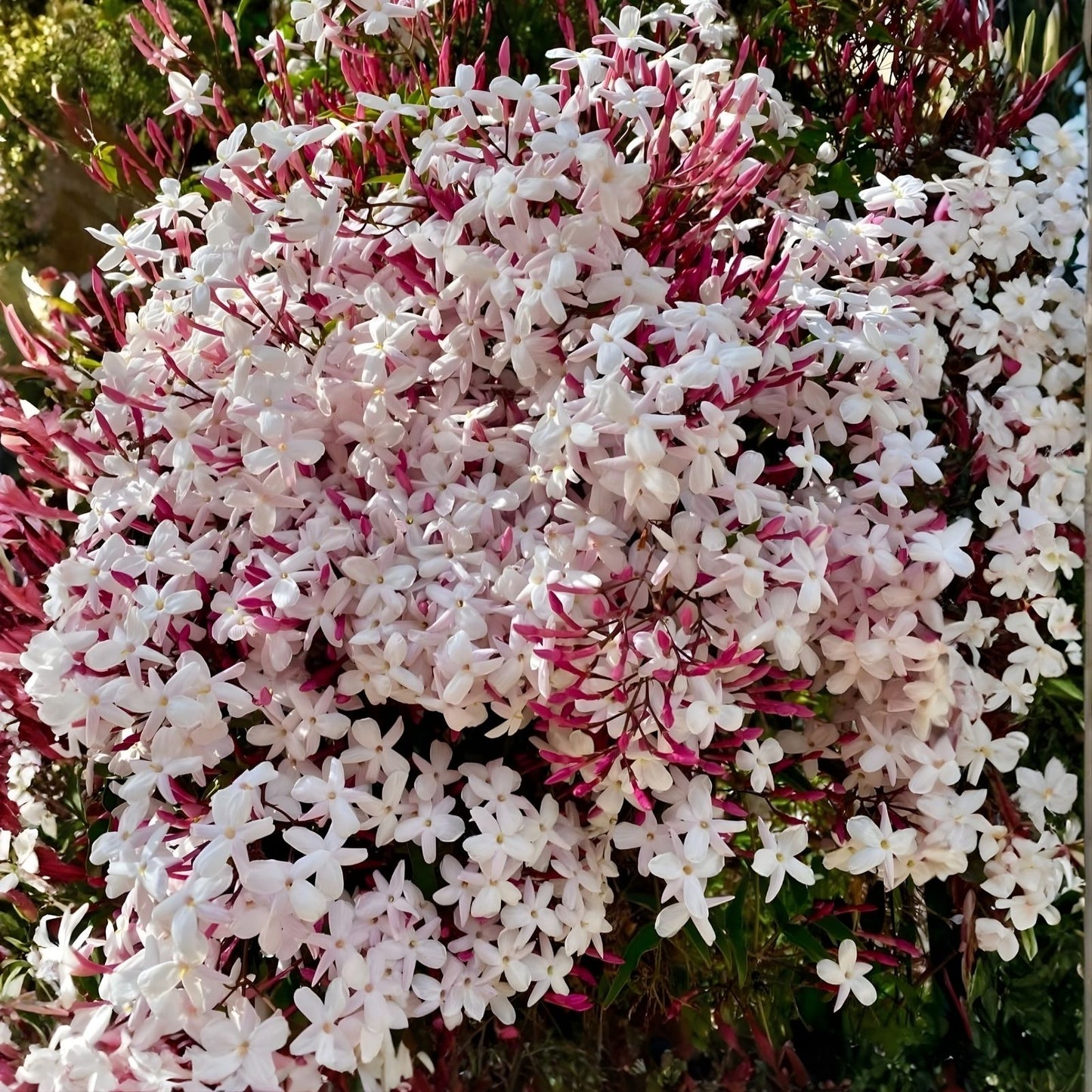 Live Pink Jasmine Plant 6" Vine, Fragrant Climbing Jasmine, Jasminum Polyanthum, Indoor Outdoor Garden Plant