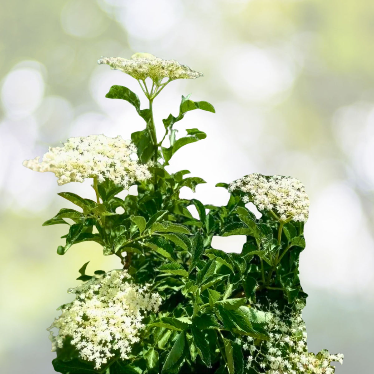 Unrooted American Elderberry Cuttings - Organic Sambucus nigra - Native Medicinal Shrub - Appalachian Grown - Perennial Plant