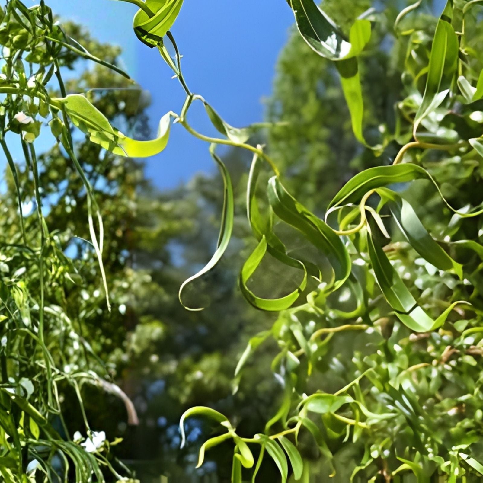 Corkscrew Willow Tree Cuttings – 10 Branches with Curled Leaves – Salix Matsudana – Ornamental Live Plant Propagation