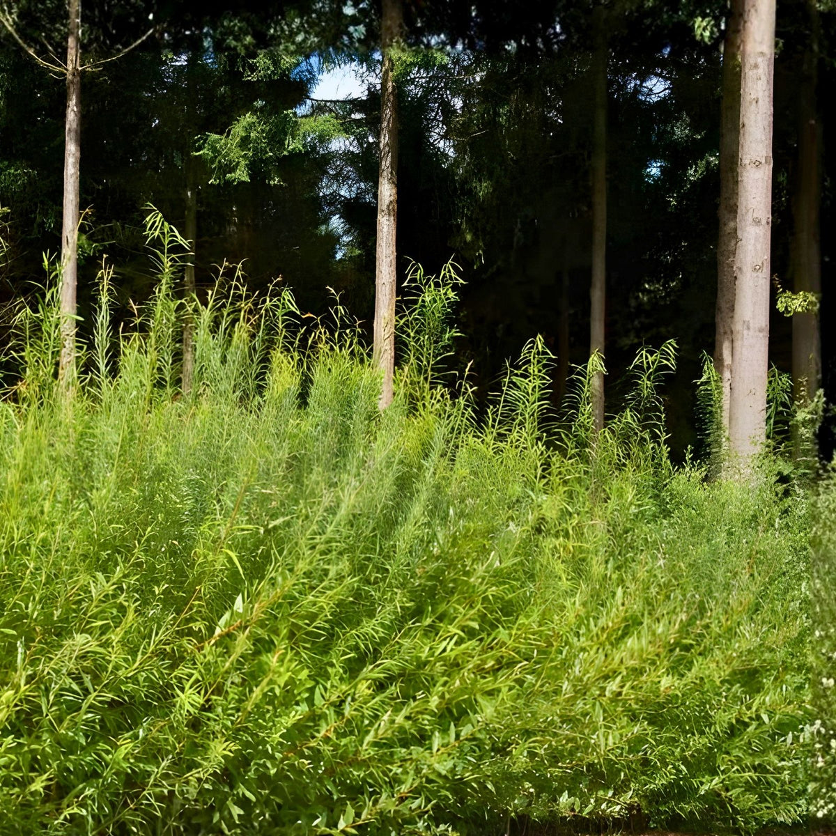 Austree Hybrid Willow Hedge Cuttings – 25 Fast-Growing Privacy Trees for Screens and Windbreaks – Salix x sepulcralis