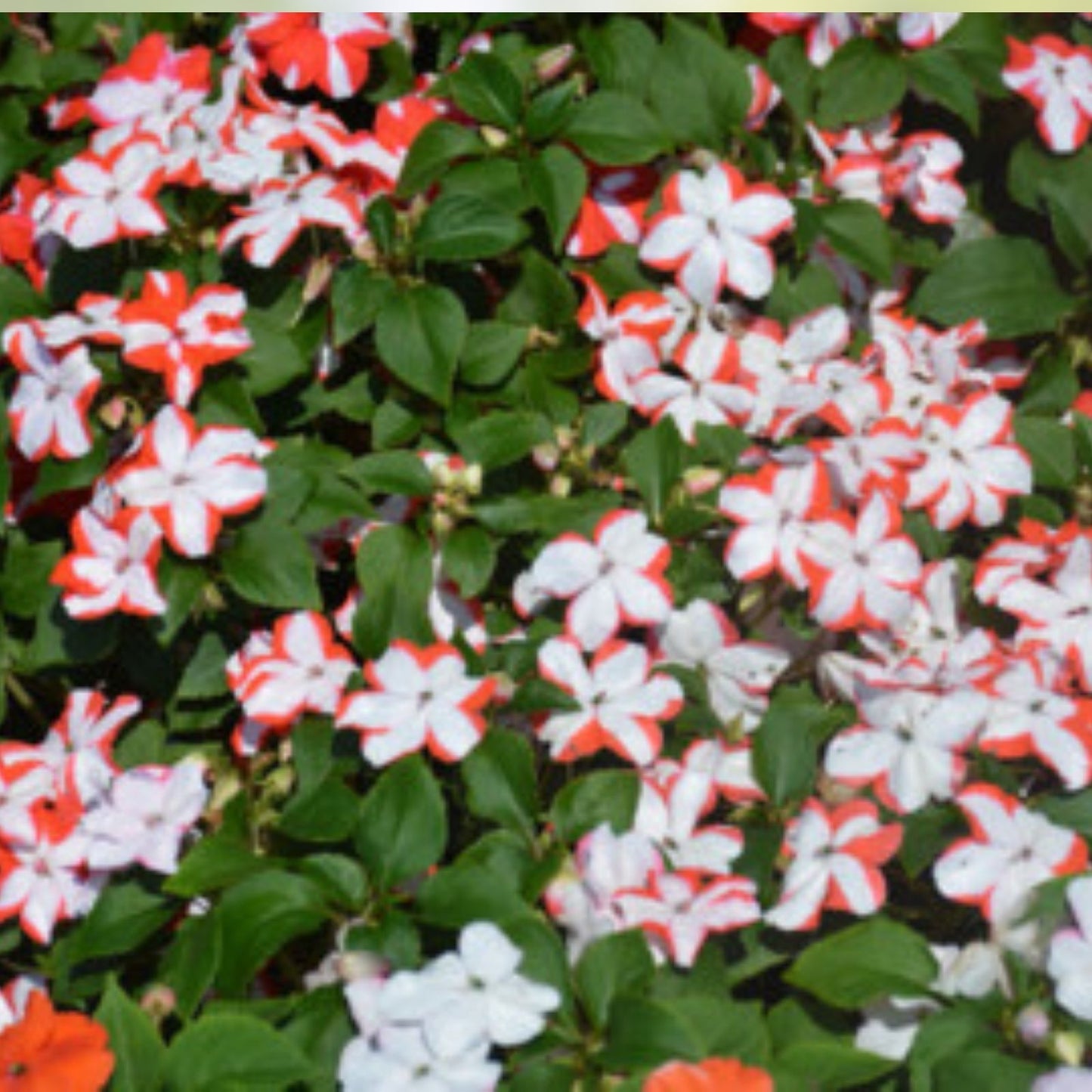 Busy Lizzy Seeds 100 Count Accent Red Star Impatiens Flower Seeds for Garden and Container Planting - Impatiens walleriana