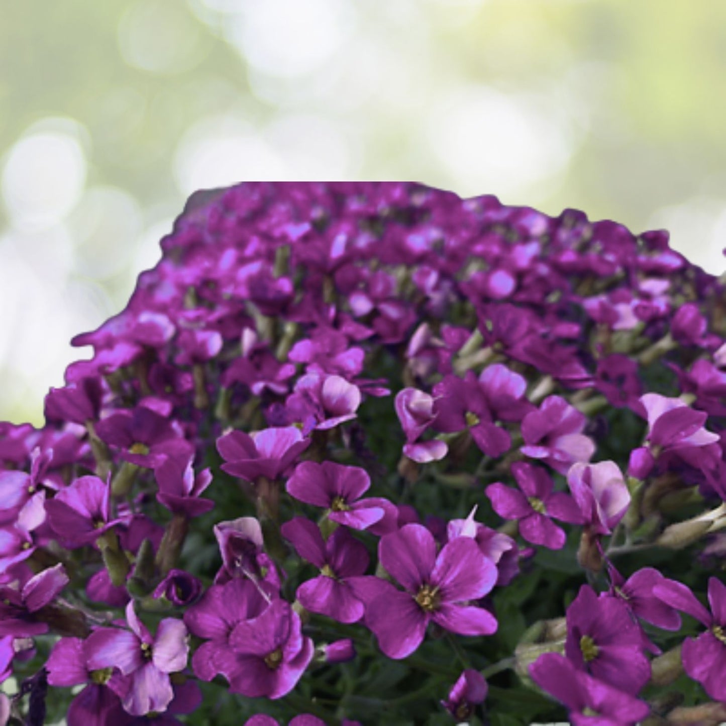 Rock Cress Seeds - 150 Count, Aubrieta Cascading Purple Flowers, Perennial Ground Cover
