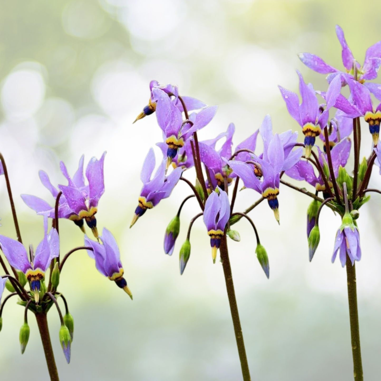 Midland Shooting Star Wildflower Seeds - 50+ Seeds - Native American Cowslip (Dodecatheon meadia) - USA Native