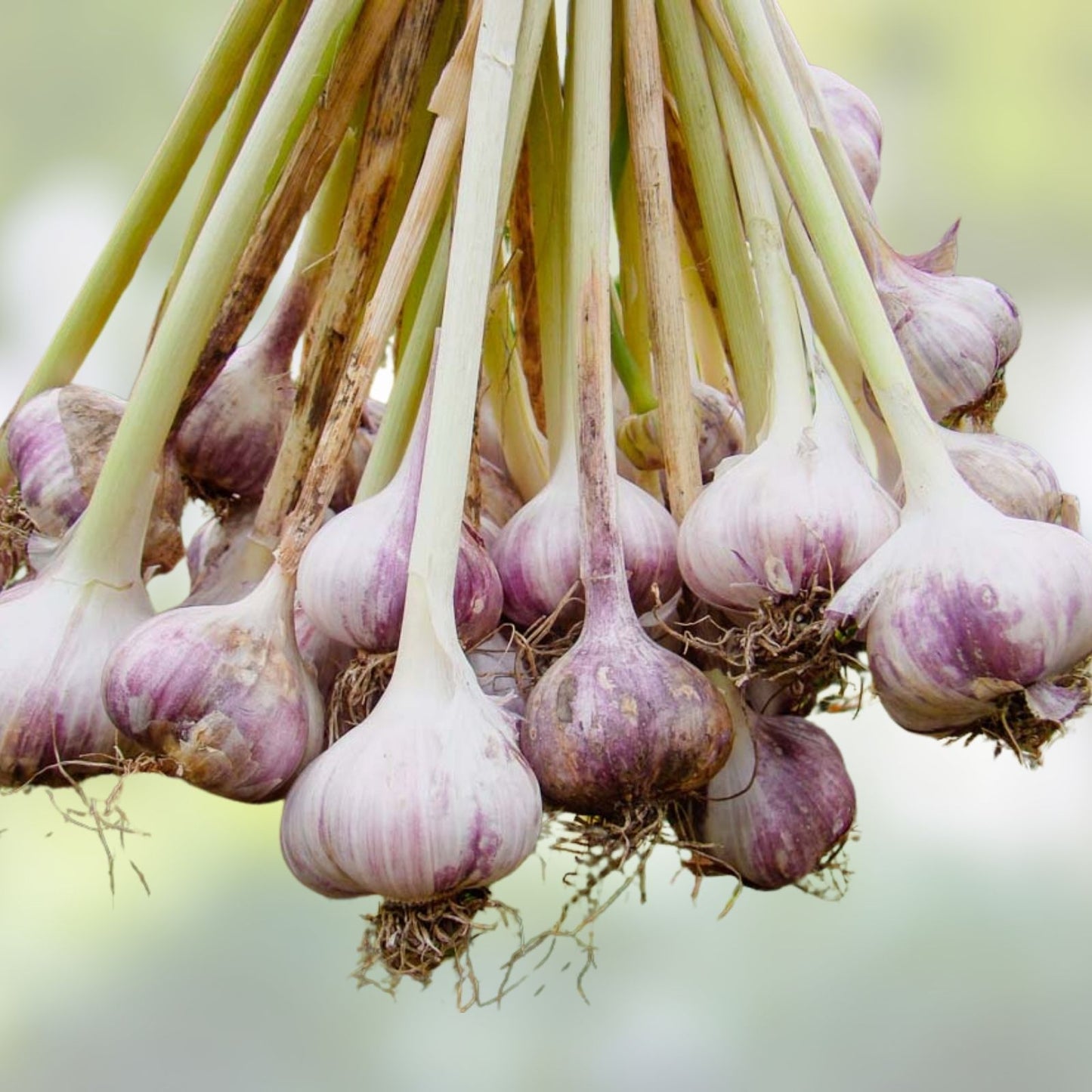 Fresh California Softneck Garlic Bulbs – 7 Bulbs for Planting & Growing – Allium sativum