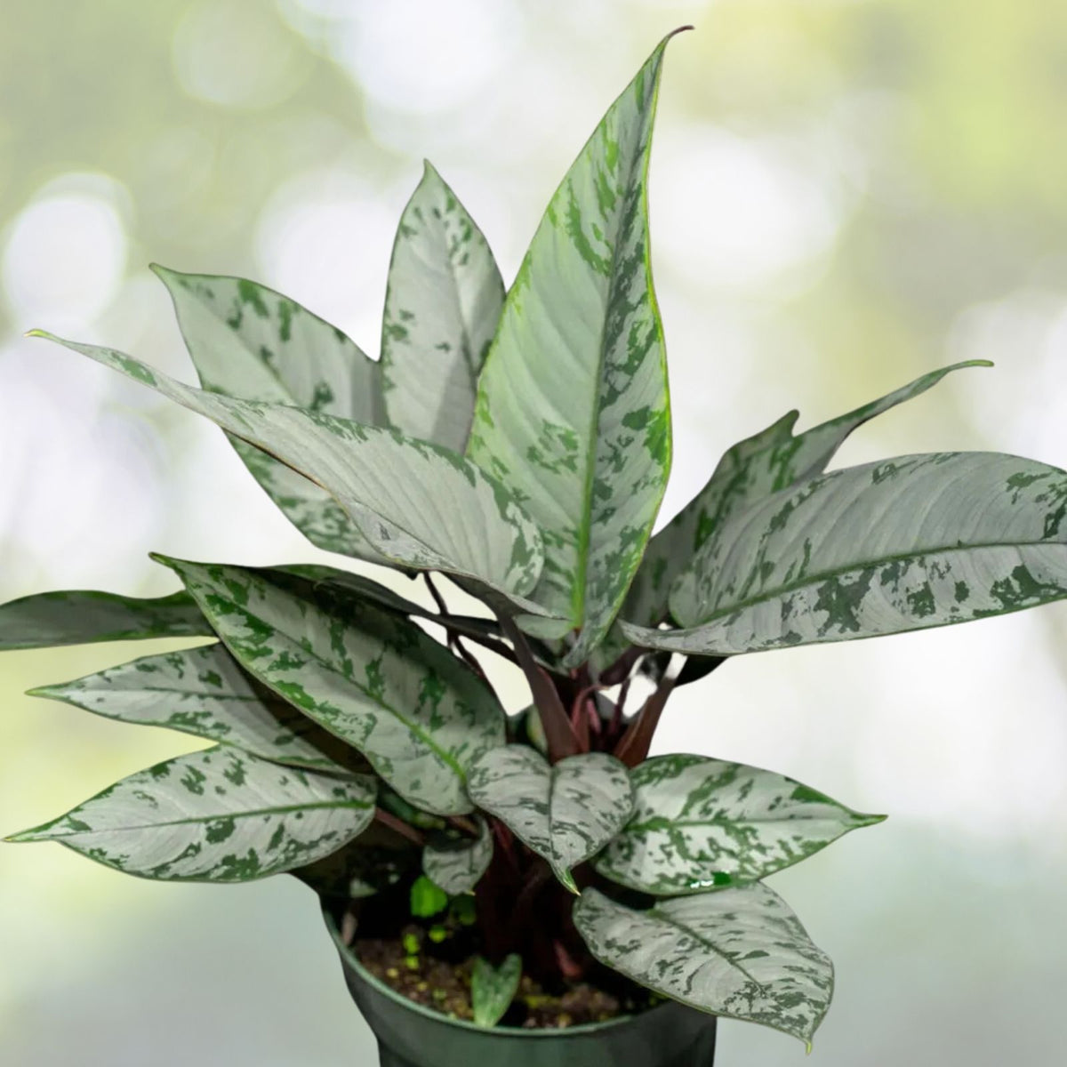 Red Sword Plant in 6" Pot - Apoballis acutissima 'Lavaille' - Rare Houseplant with Silky Leaves & Burgundy Underside