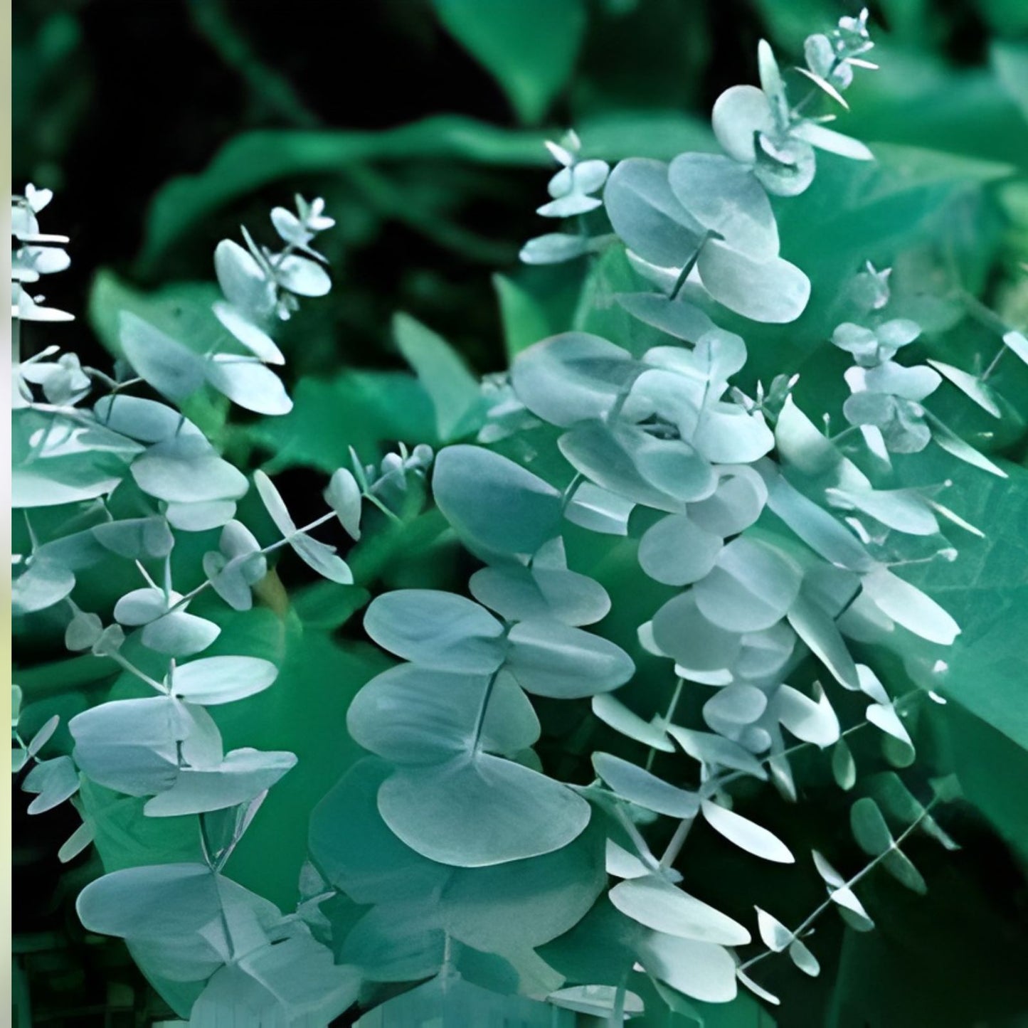 Eucalyptus Seeds for Planting 50 Pack - Cut Flowers & Decor - Eucalyptus globulus - Botanical Seeds for Gardening