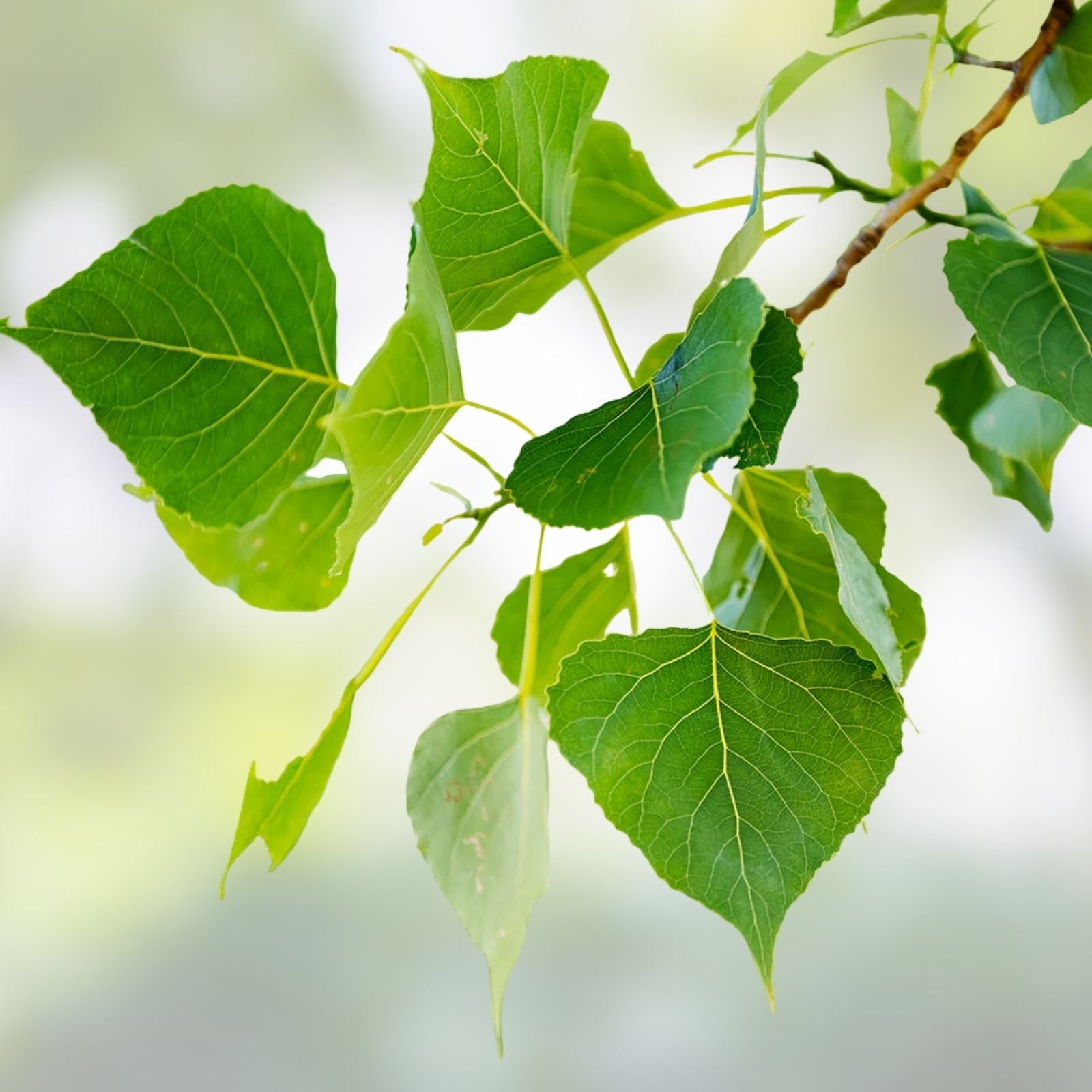 12 Hybrid Poplar Live Tree Cuttings, Cottonless Cottonwood, AZ Grown, Populus deltoides, Fast-Growing Shade Tree