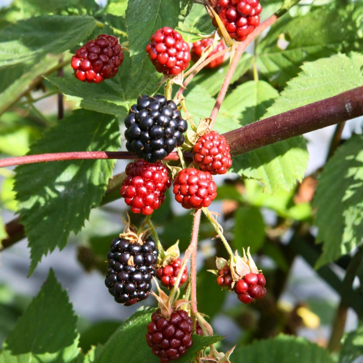 Triple Crown Thornless Blackberry Cuttings 10 Pcs Pesticide-Free Non-GMO Rubus fruticosus