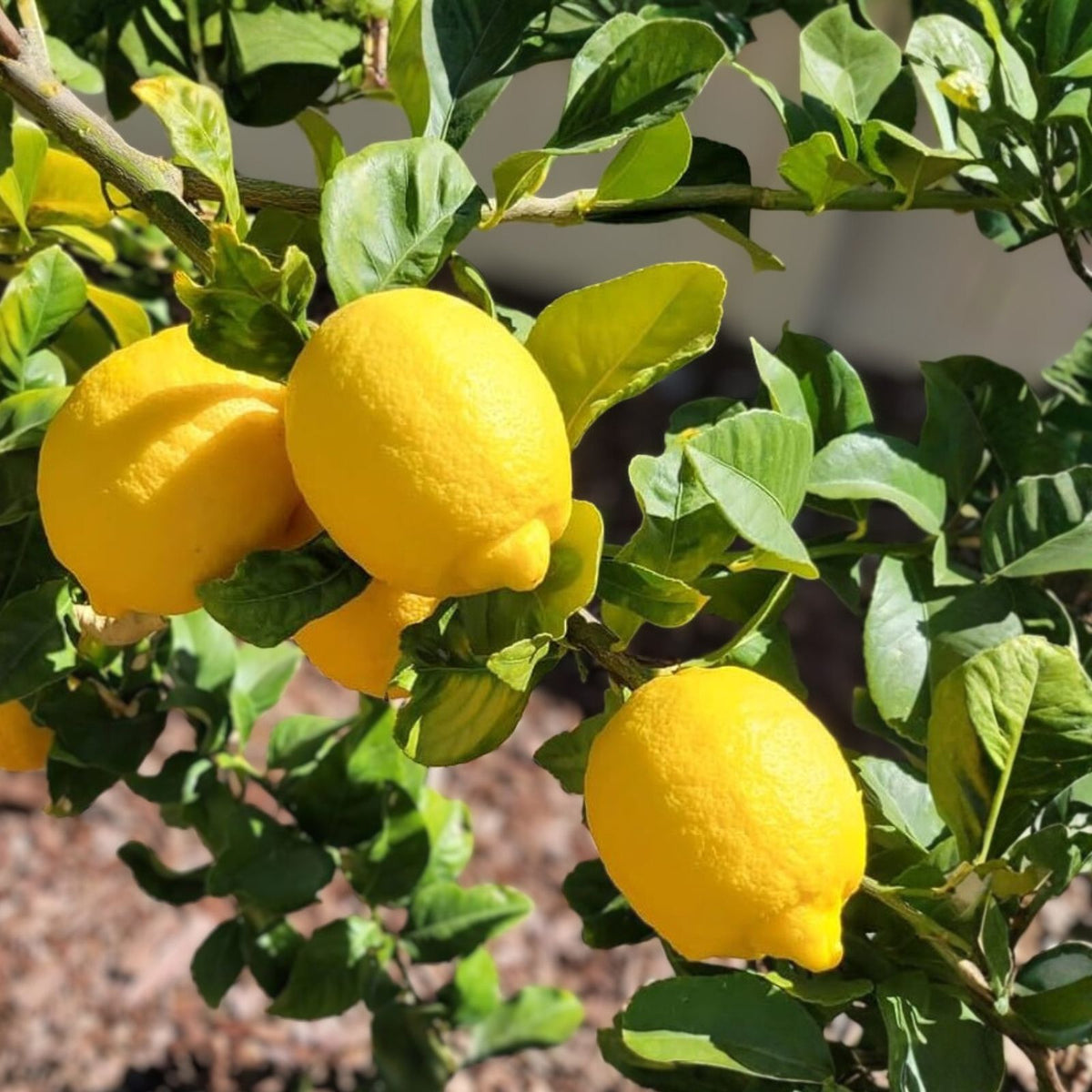 Meyer Lemon Tree 2 Gallon Pot - Citrus x meyeri - Healthy Indoor/Outdoor Plant for Home Gardening