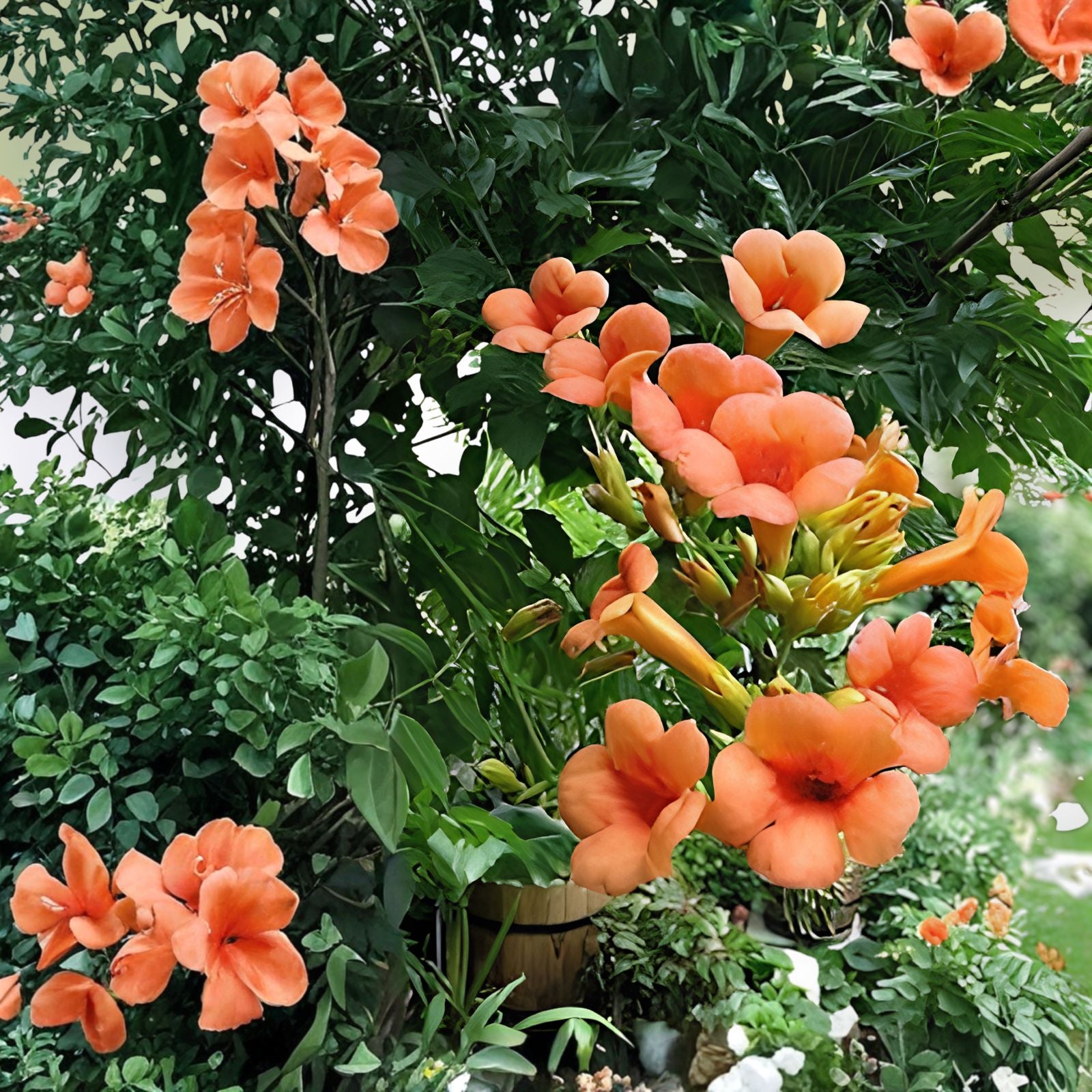 Campsis radicans Orange Hummingbird Trumpet Creeper Vine Seeds 25 Pack Climbing Plant for Garden Landscaping
