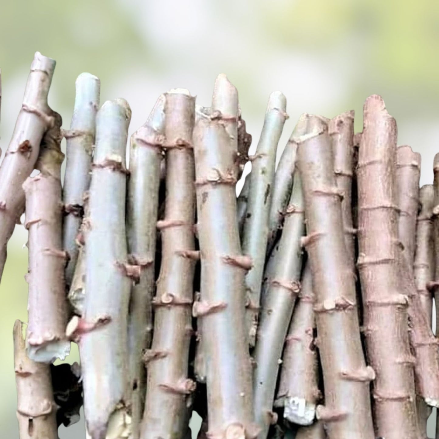 Organic Sweet Red Cassava Cuttings - 4 Yuca Cuttings - Manihot Esculenta - Edible Root Vegetable Propagation